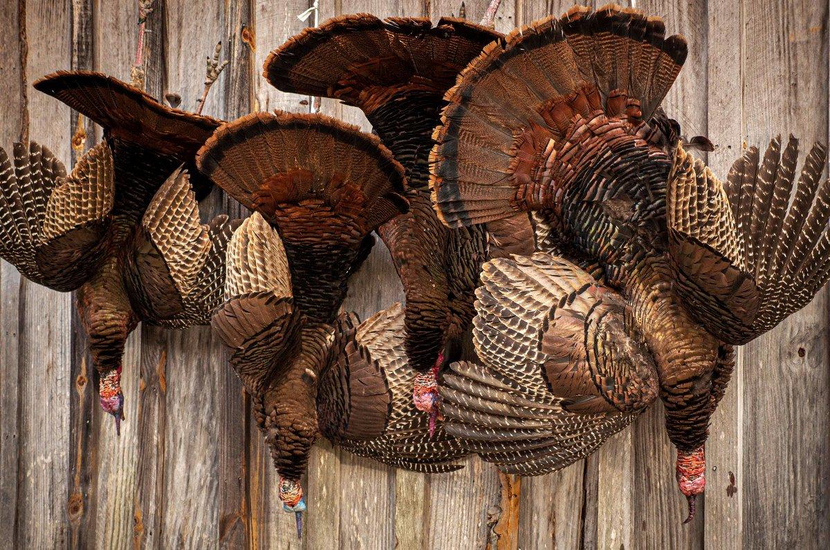 Backwood Life Co-Host Michael Lee, and his friends, downed four gobblers on the Georgia opener. Image by Backwoods Life