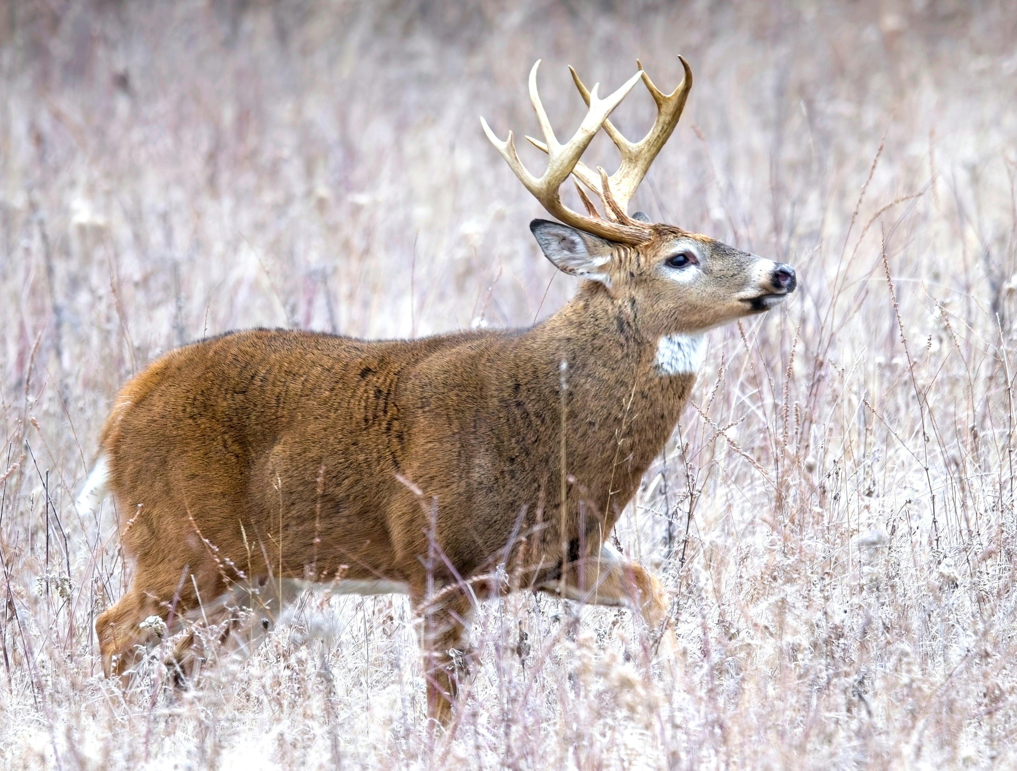 Image: michigan_buck