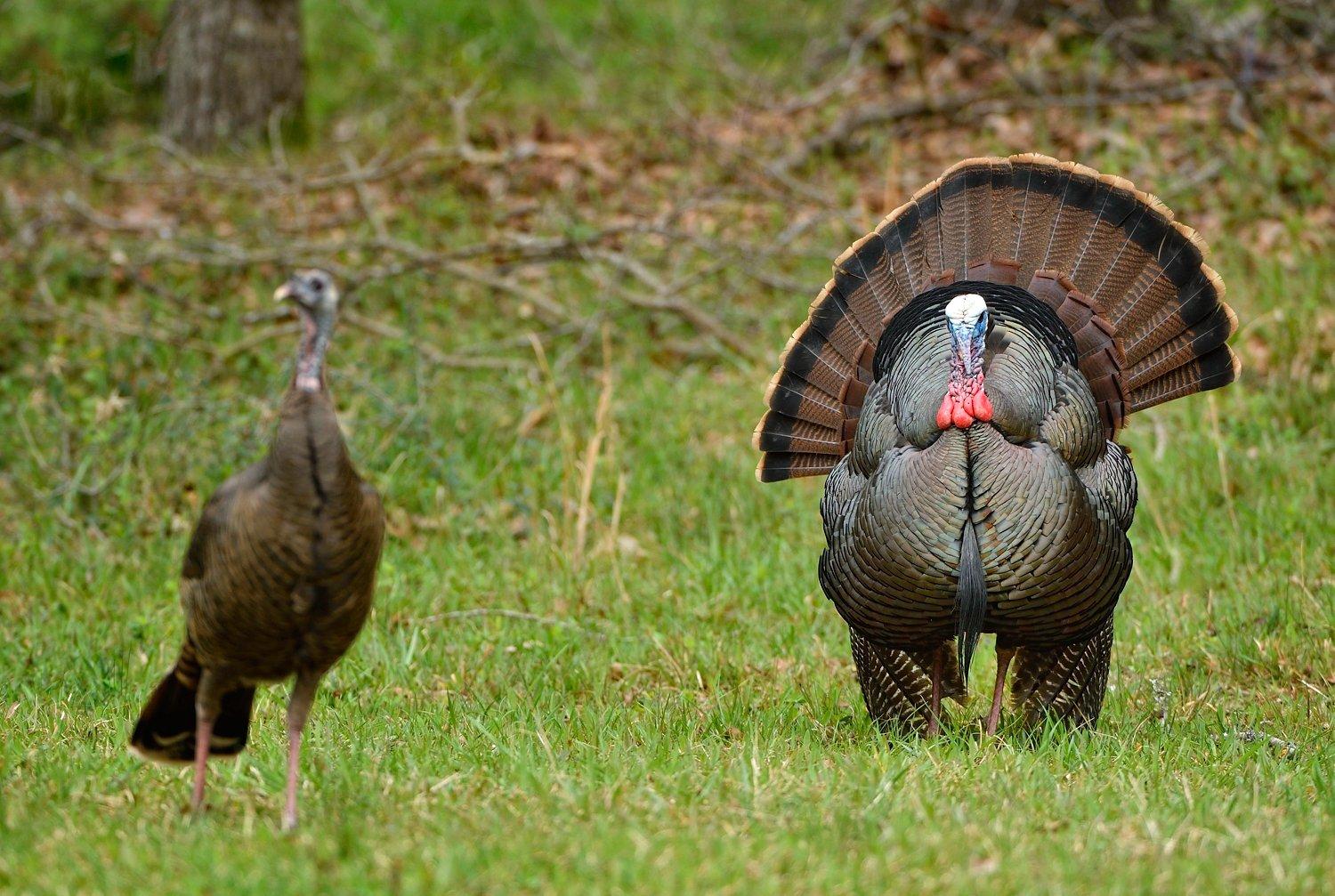 A common scene in Midwest spring turkey country. © Tes Randle Jolly photo