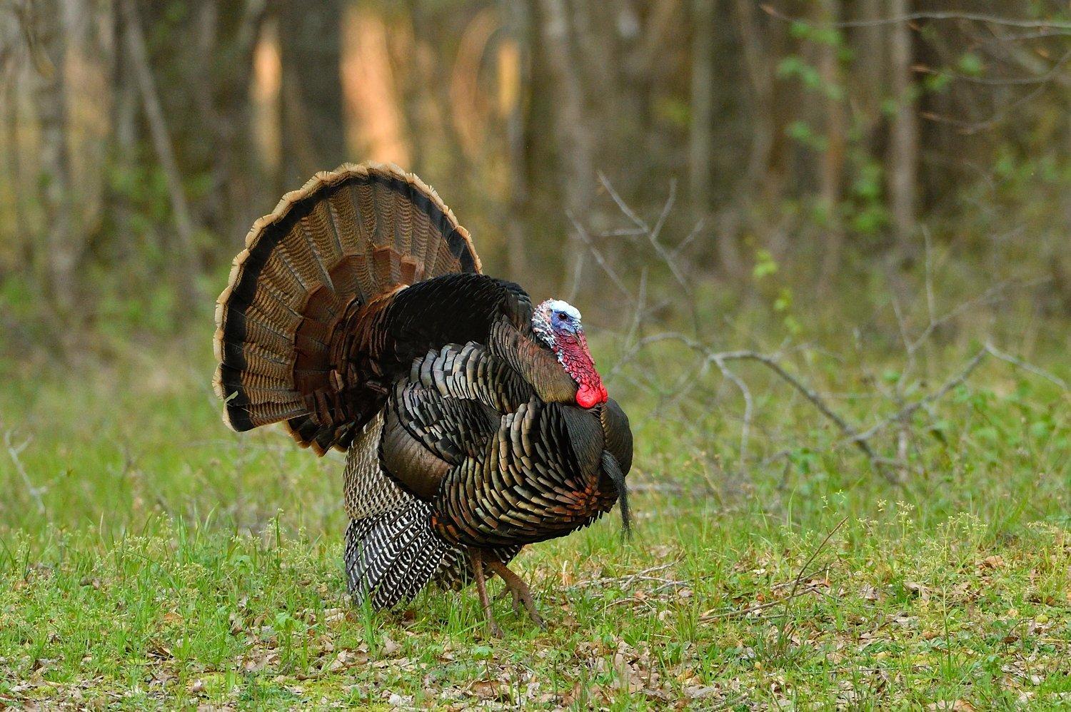 Check our our forecast for hunting turkeys in the Midwest. © Tes Randle Jolly photo