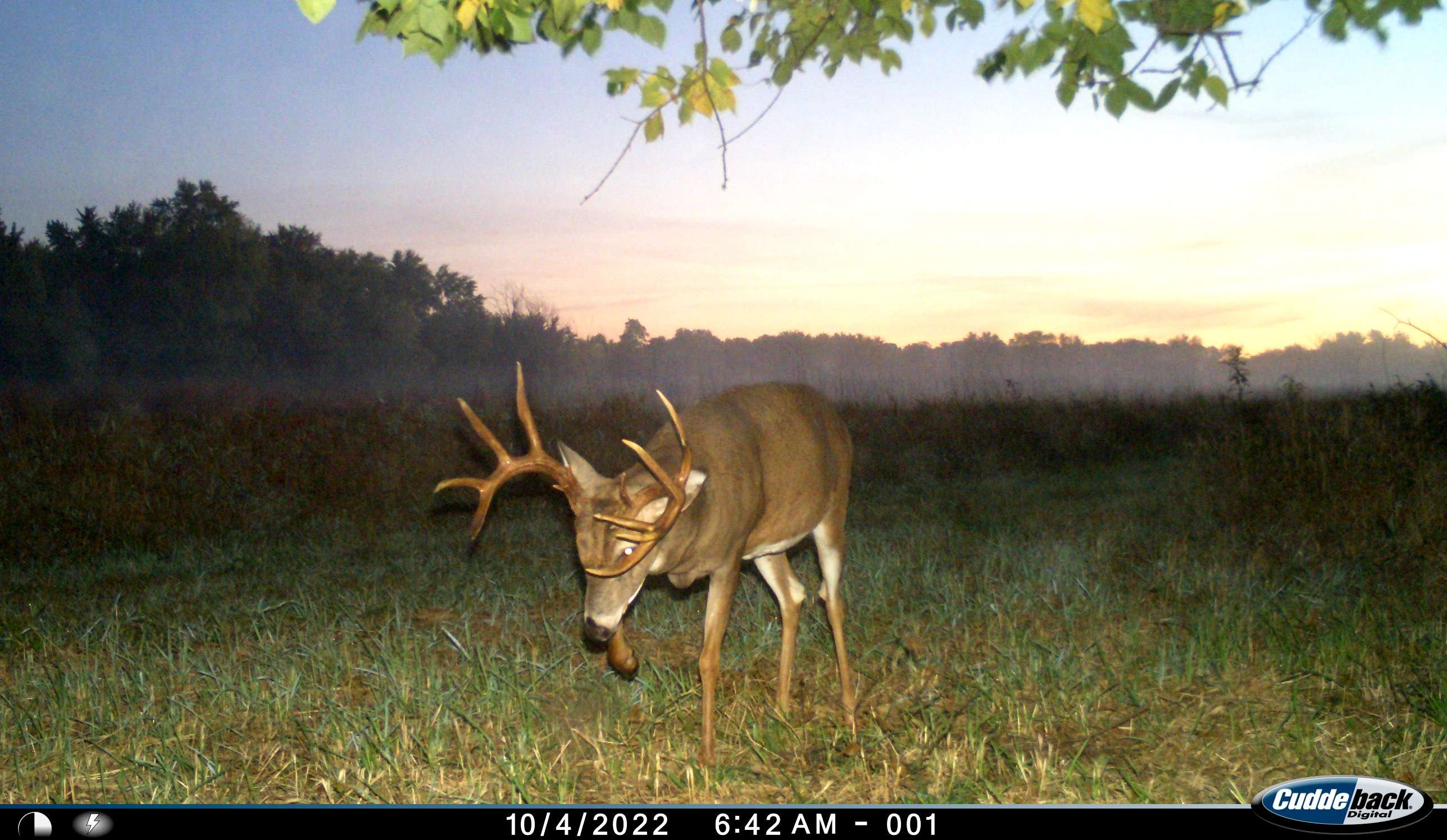 Reed knew about this deer, but didn't expect to see it when it stepped out. Image courtesy of Mike Reed