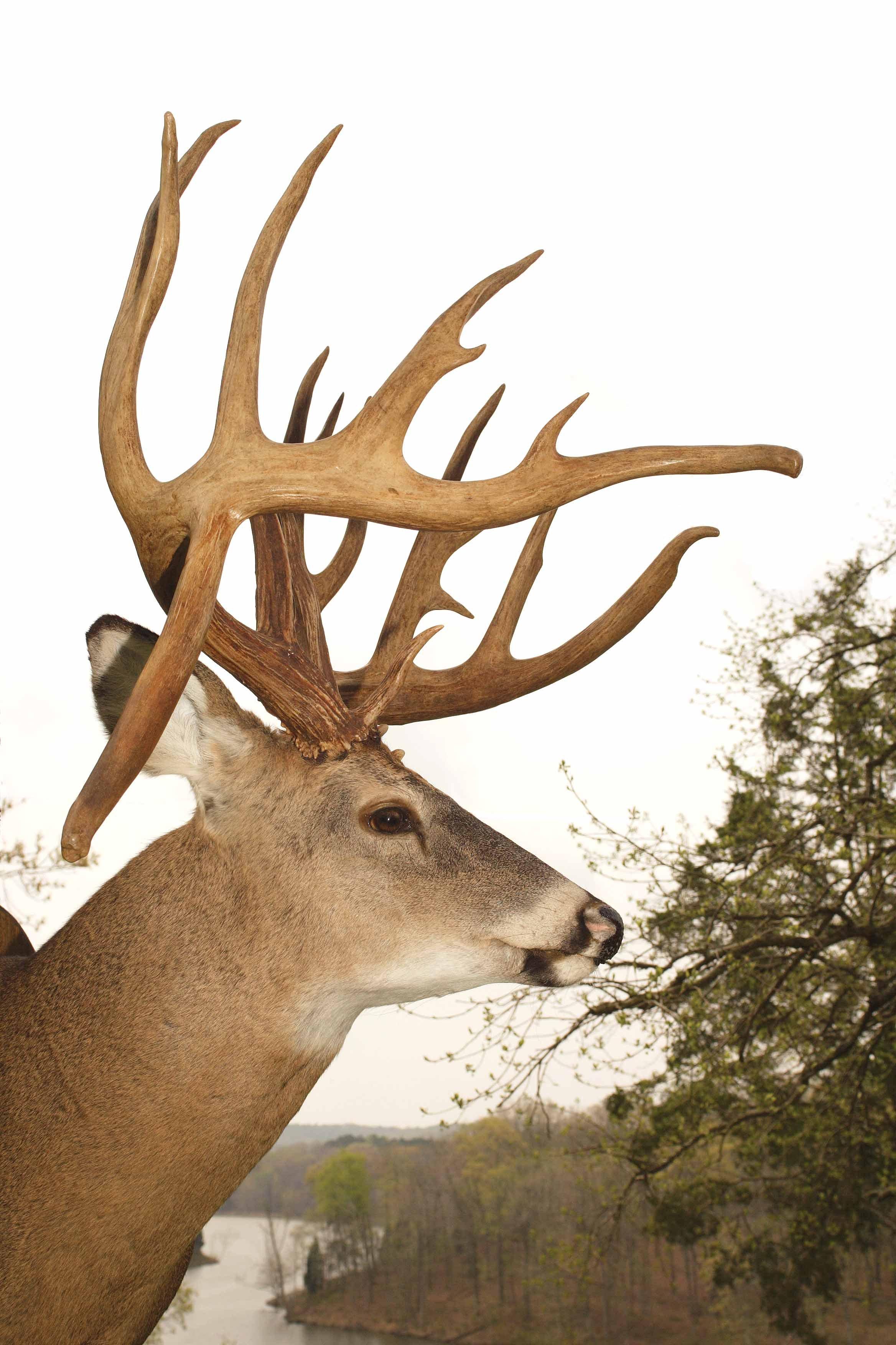 Pennyrile Buck (Photo by Jason Sealock) 