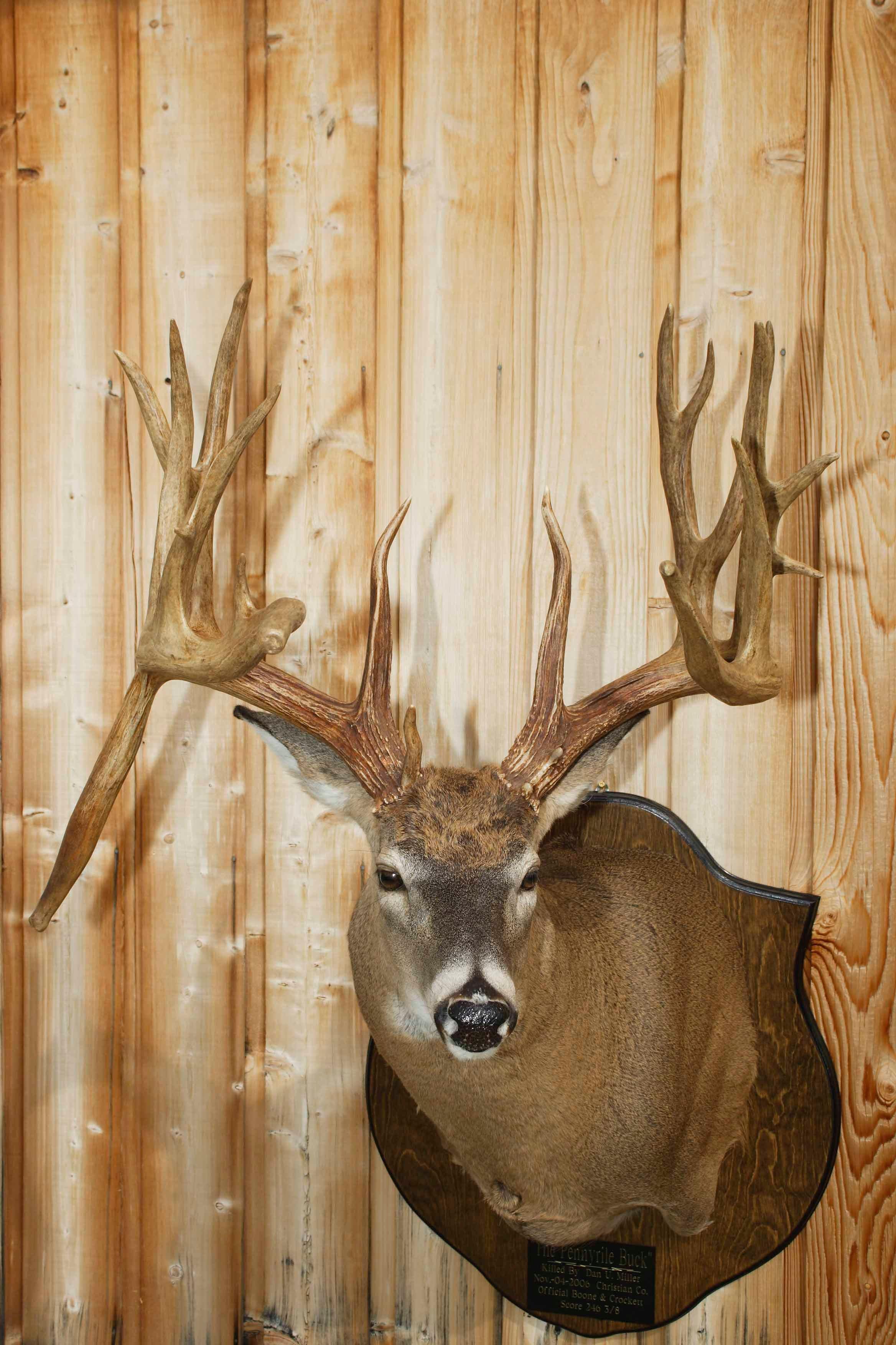 Dan Miller's Buck (Photo by Jason Sealock)