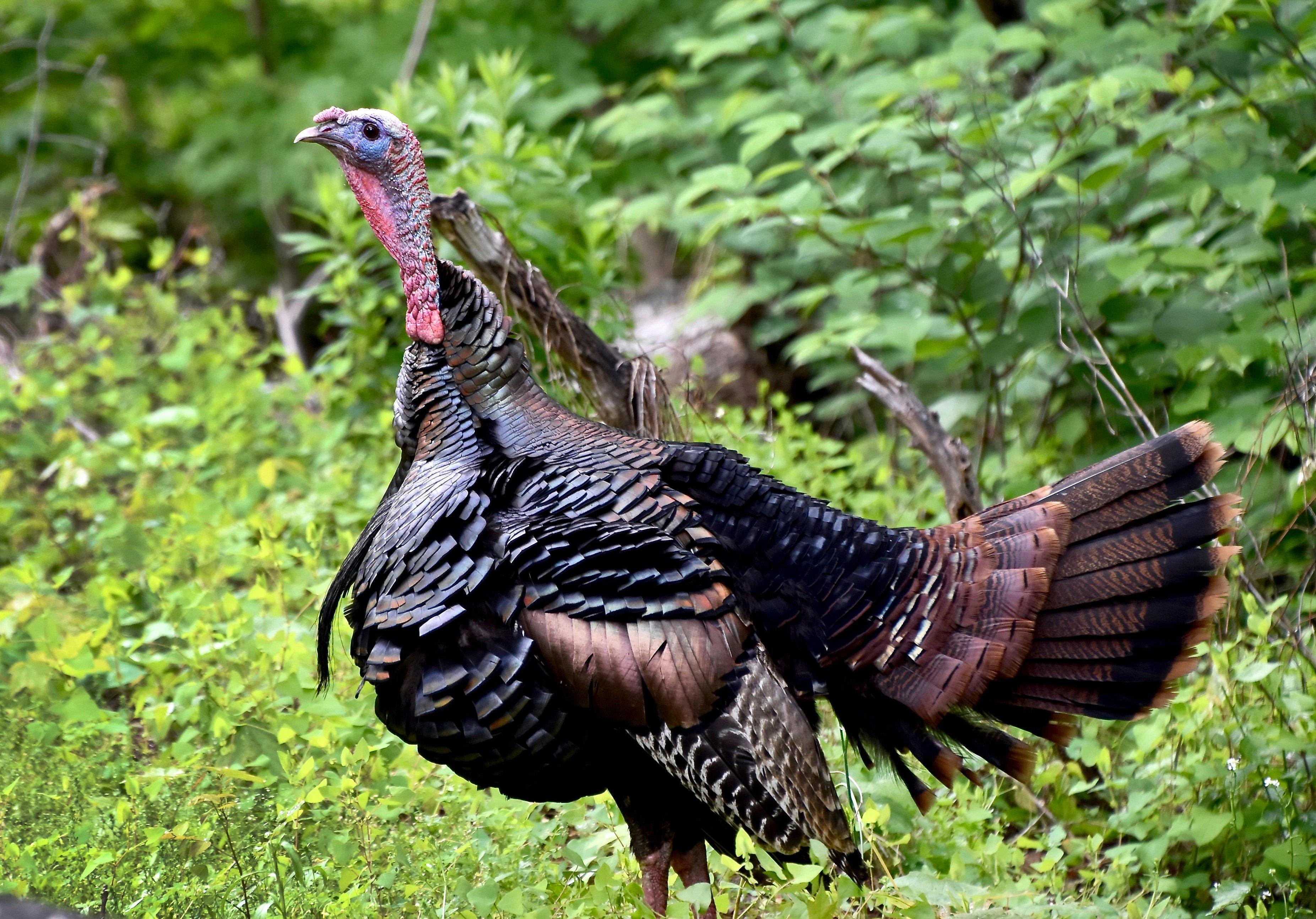 Image: mo_turkey_regs