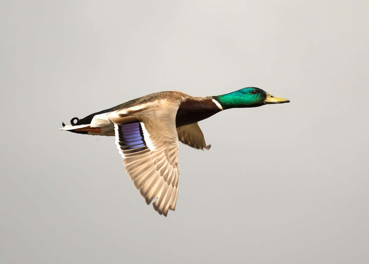 Photo © Art Wittingen/Shutterstock Photo © Art Wittingen/Shutterstock