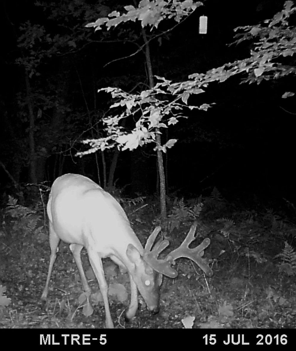 Post trail cameras over summer scrapes to take inventory. Image by Mike Hanback