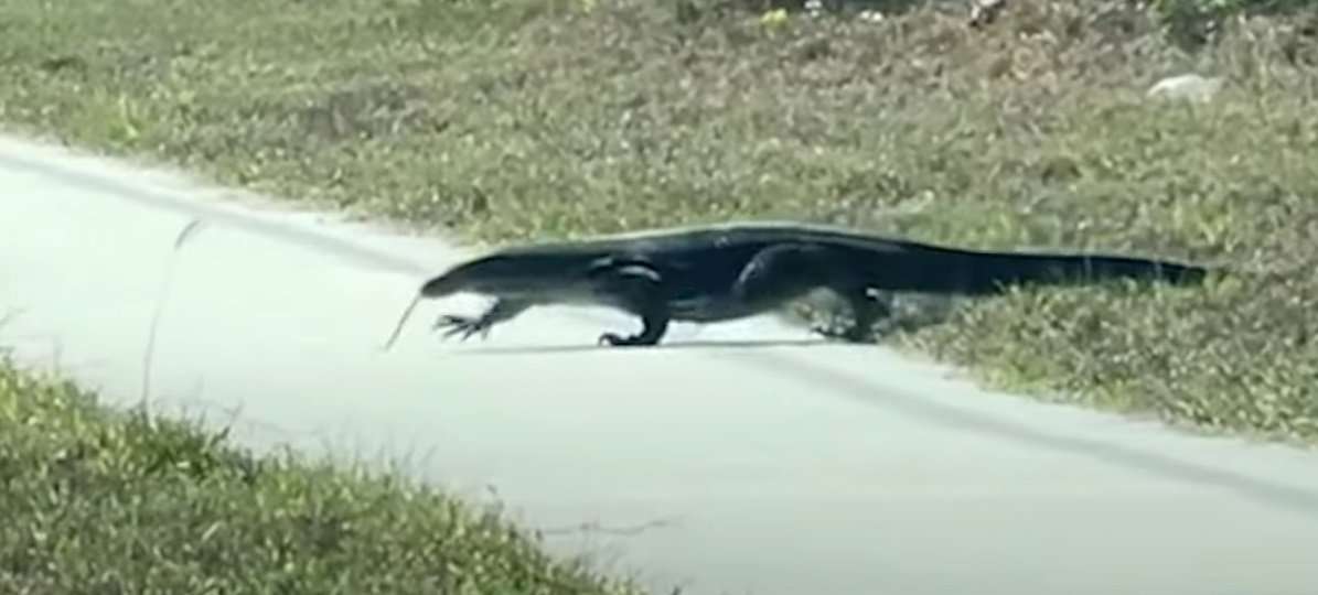 Large Invasive Lizard Filmed Beside Florida Road - Realtree Camo