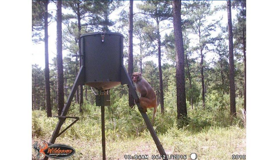 This monkey shocked a number of Georgia hunters and even made the local news. (Image provided by Jesse Artrip)