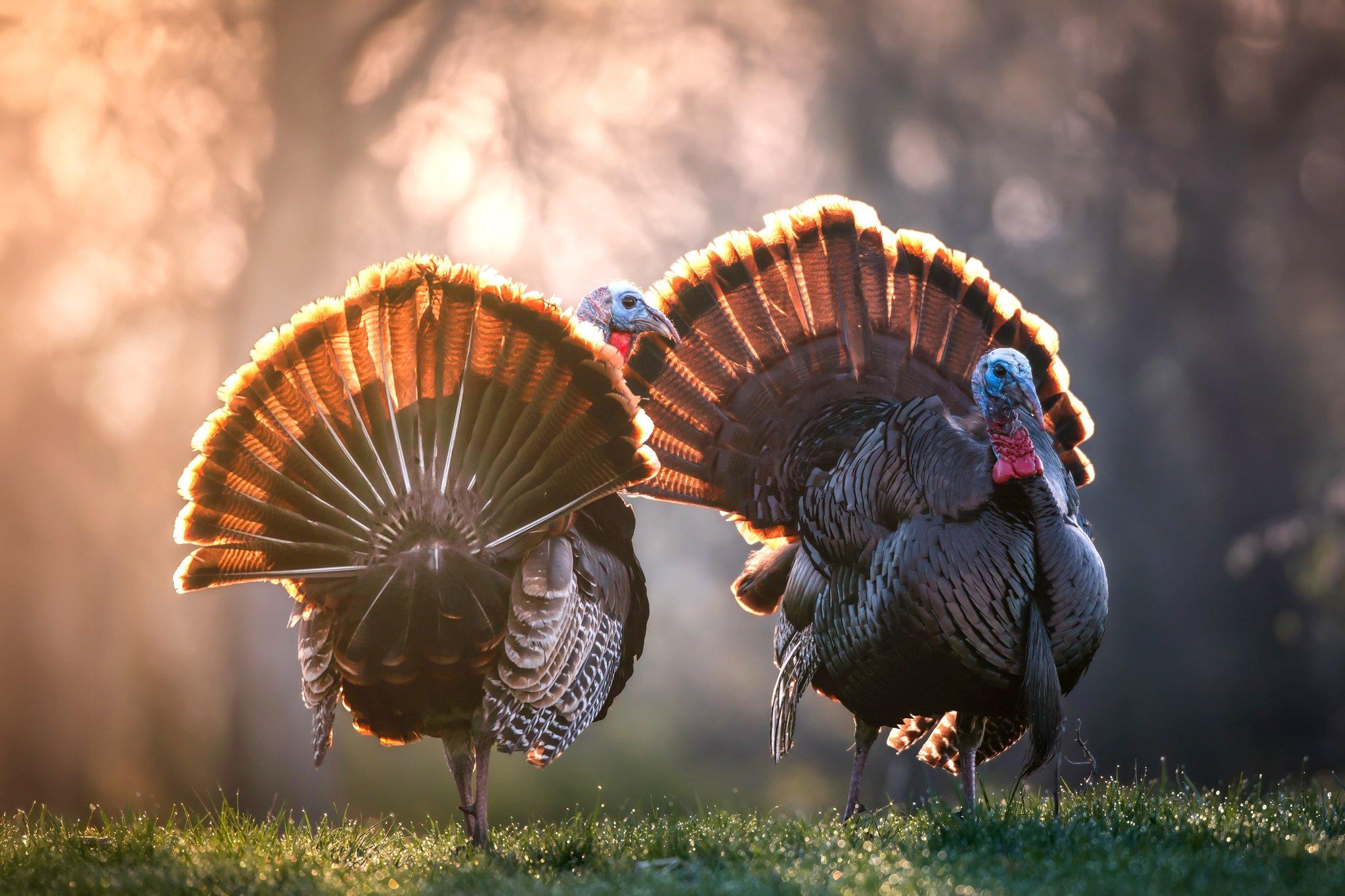 Image: morning_strutters