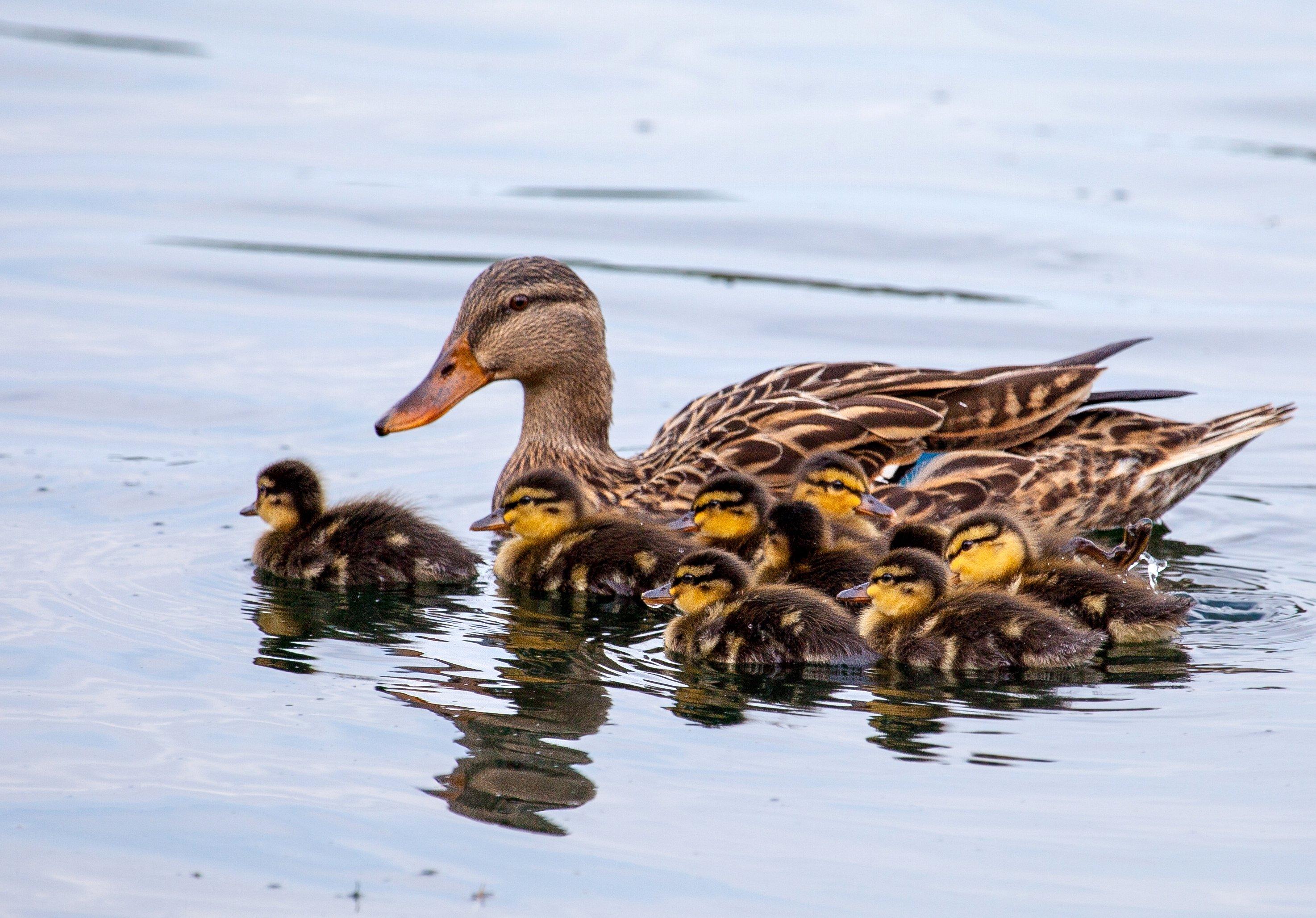 Image: mother_mallard_ducklings