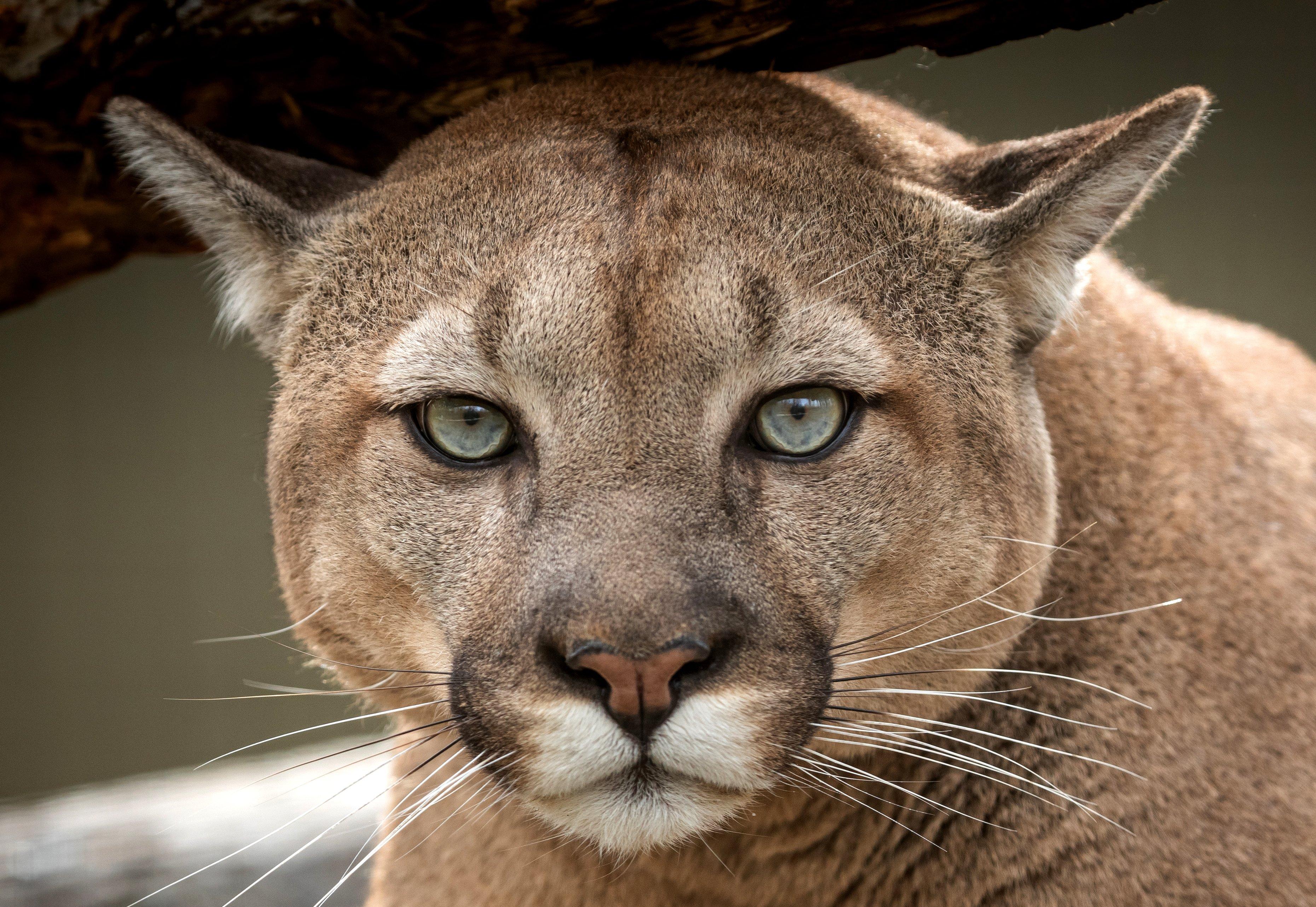 Image: mountain_lion_california