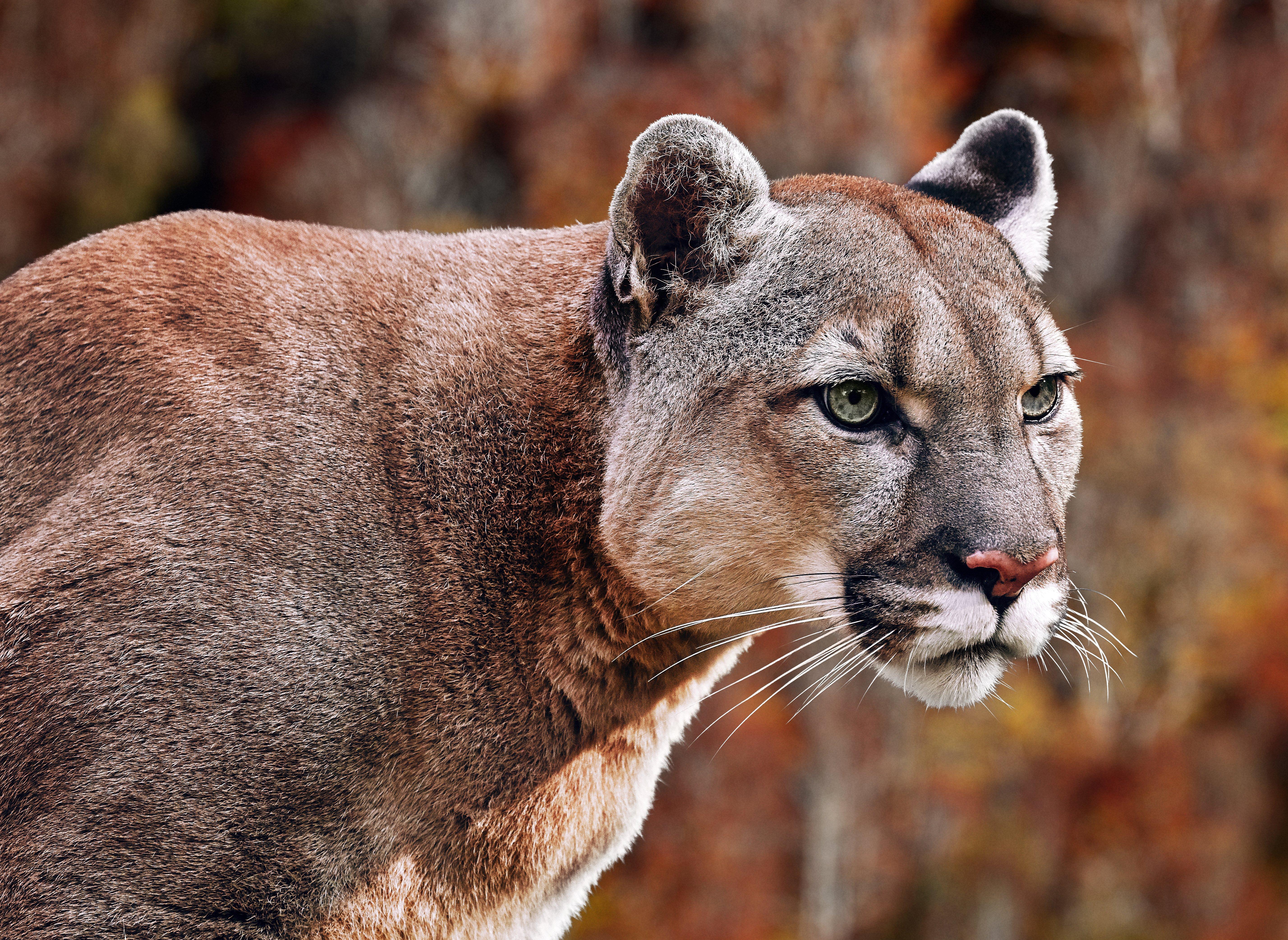 Image: mountain_lion_colorado