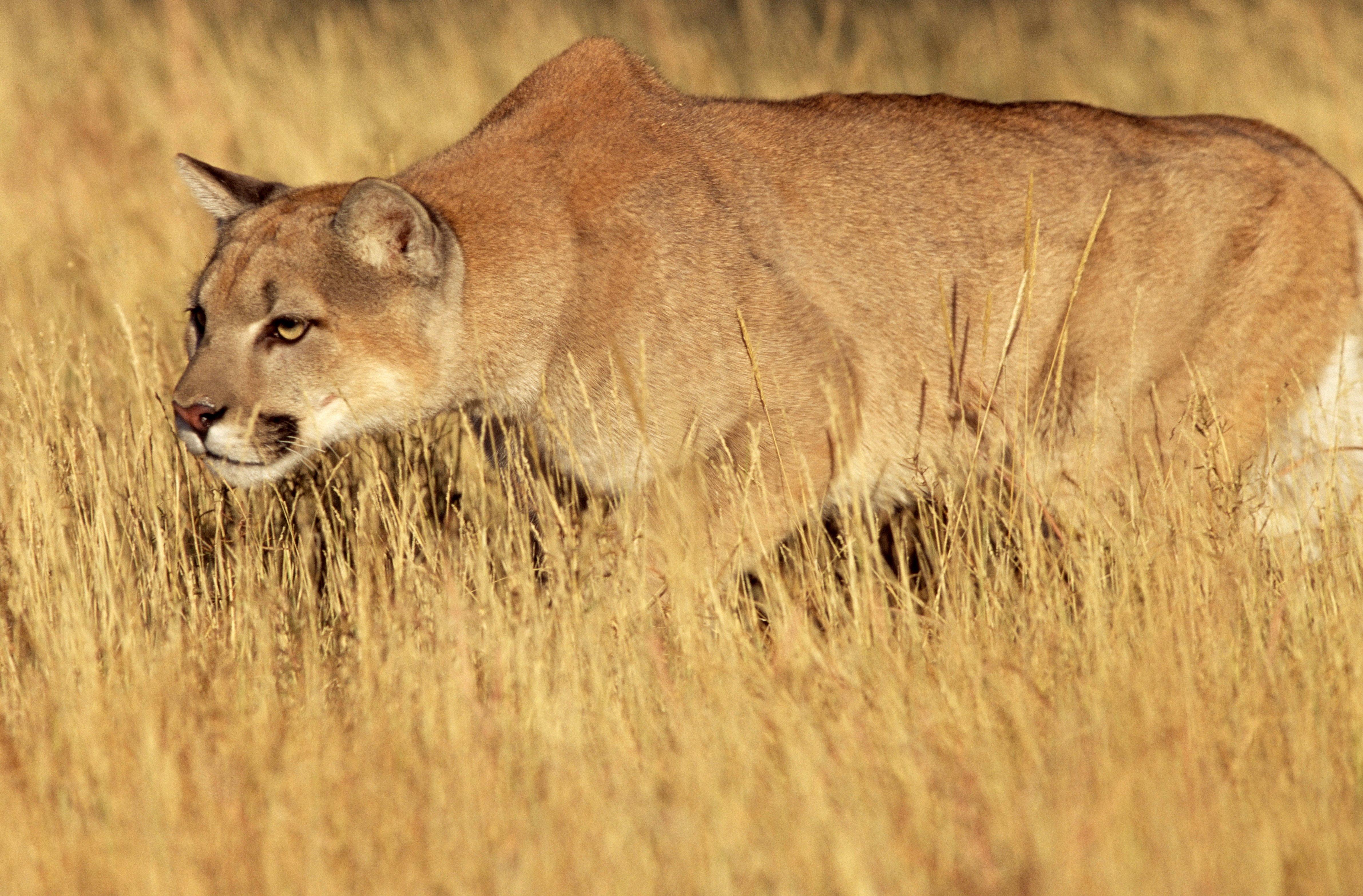 Image: mountain_lion_hunting