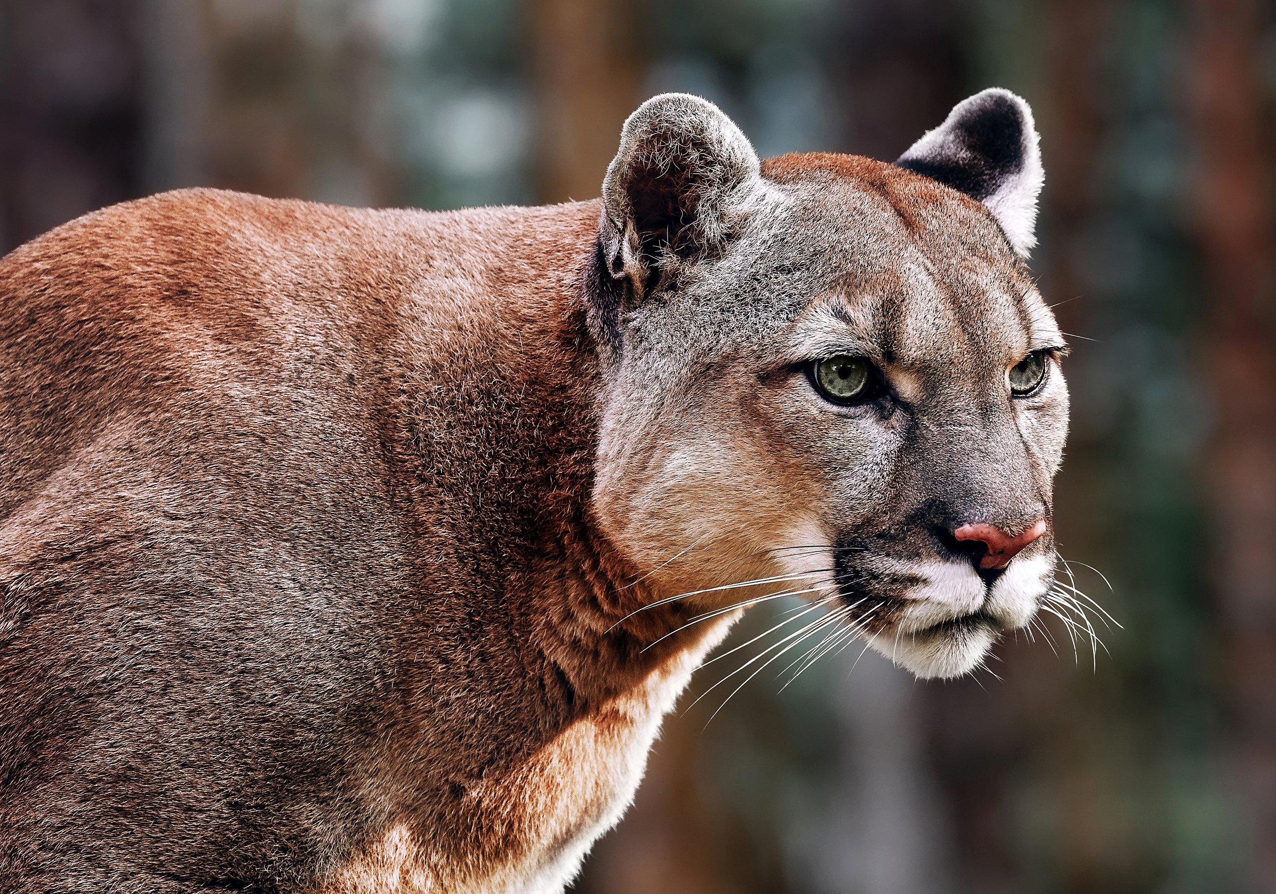 Image: mountain_lion_texas