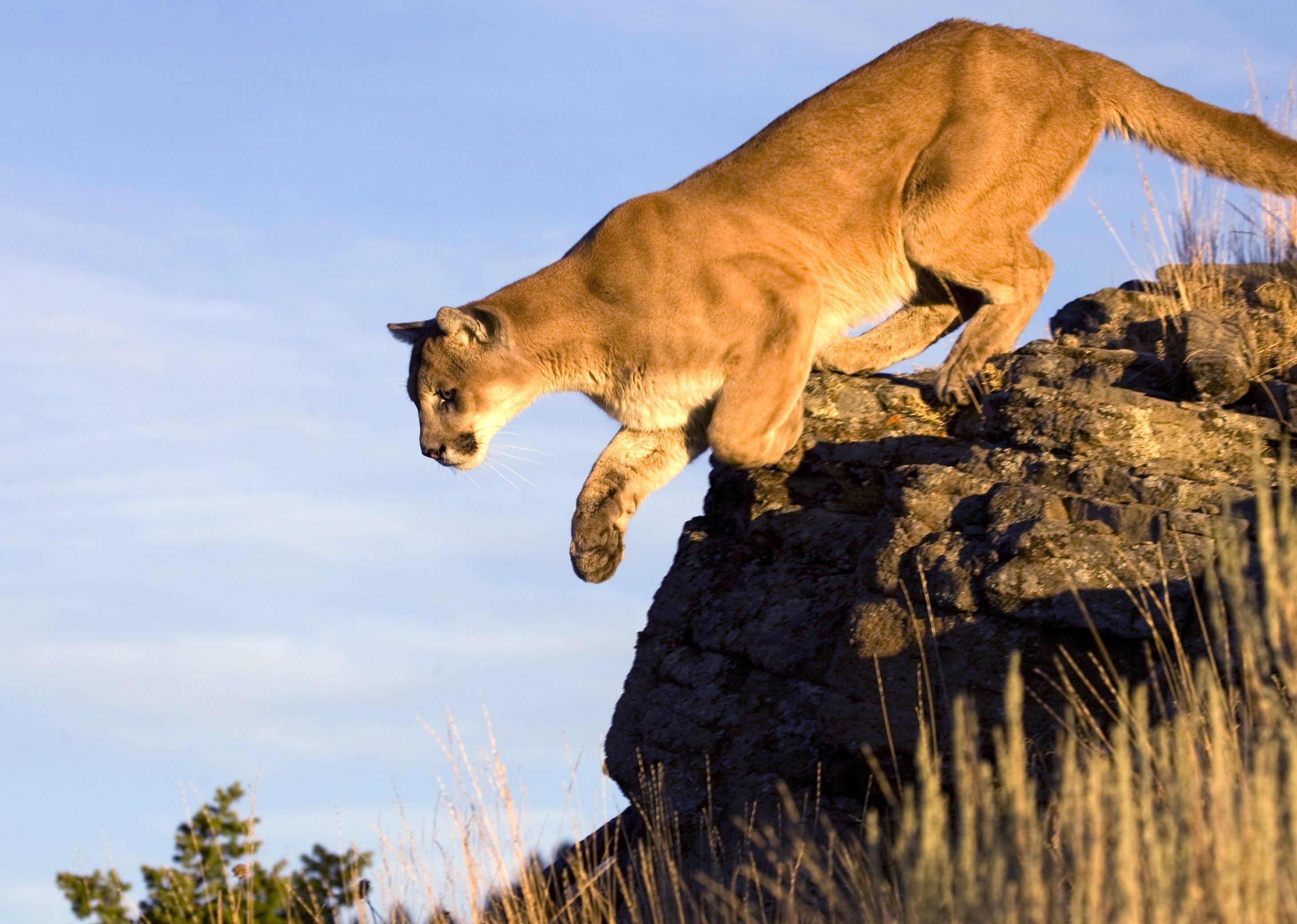 Image: mountain_lion_washington