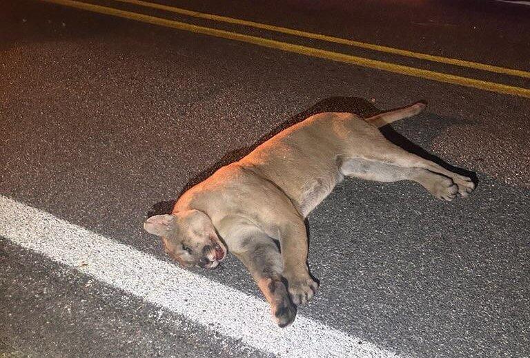 Image: mtn_lion_killed_1