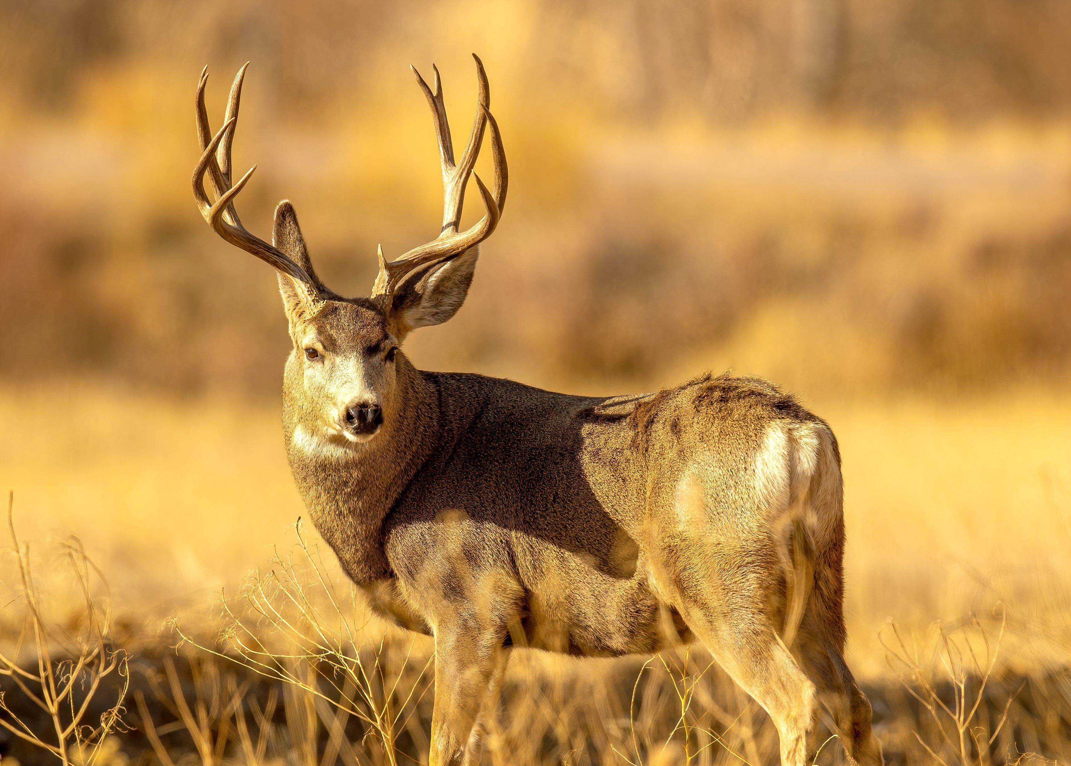Image: mule_deer_blog