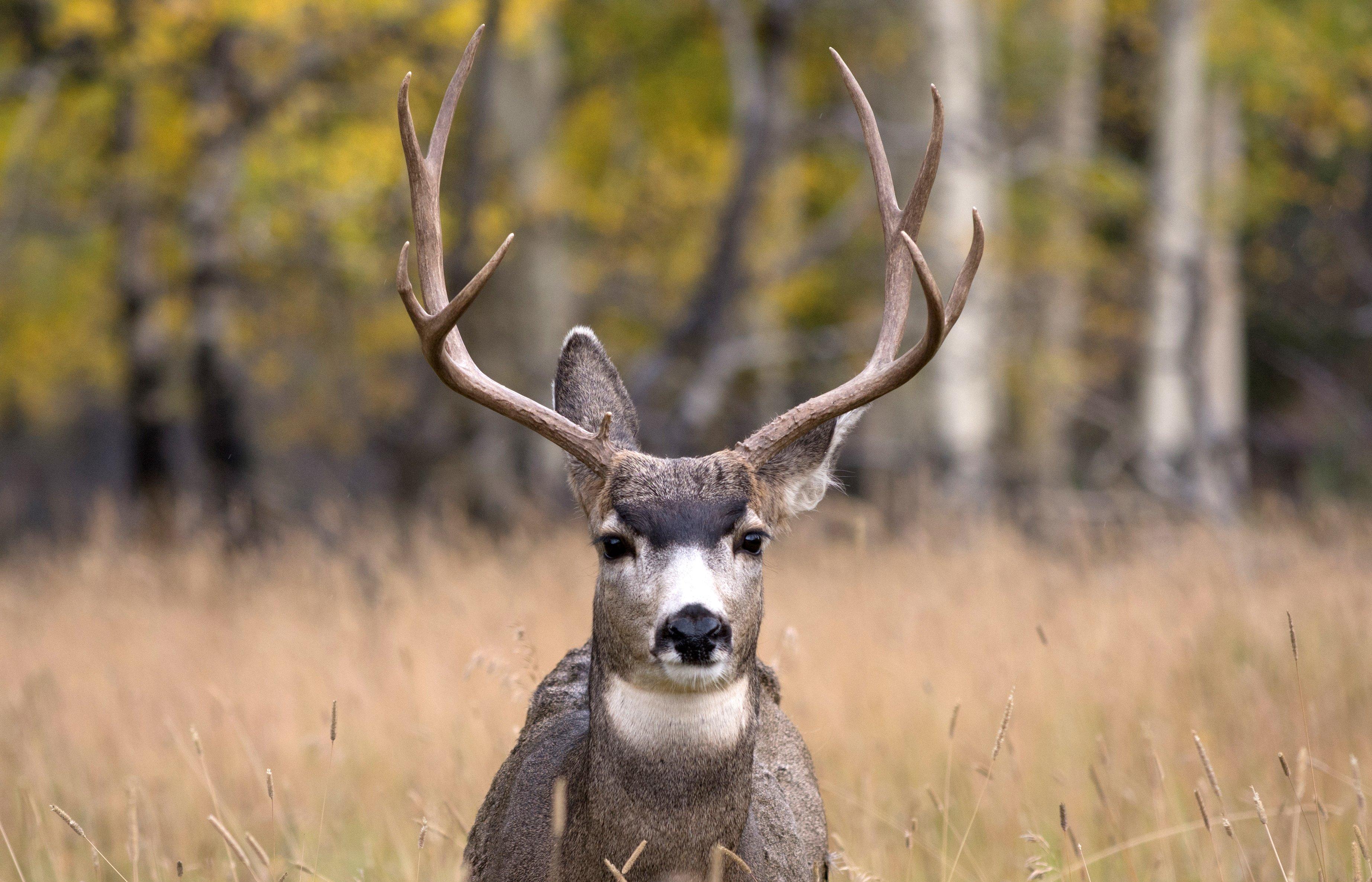 Image: mule_deer_september