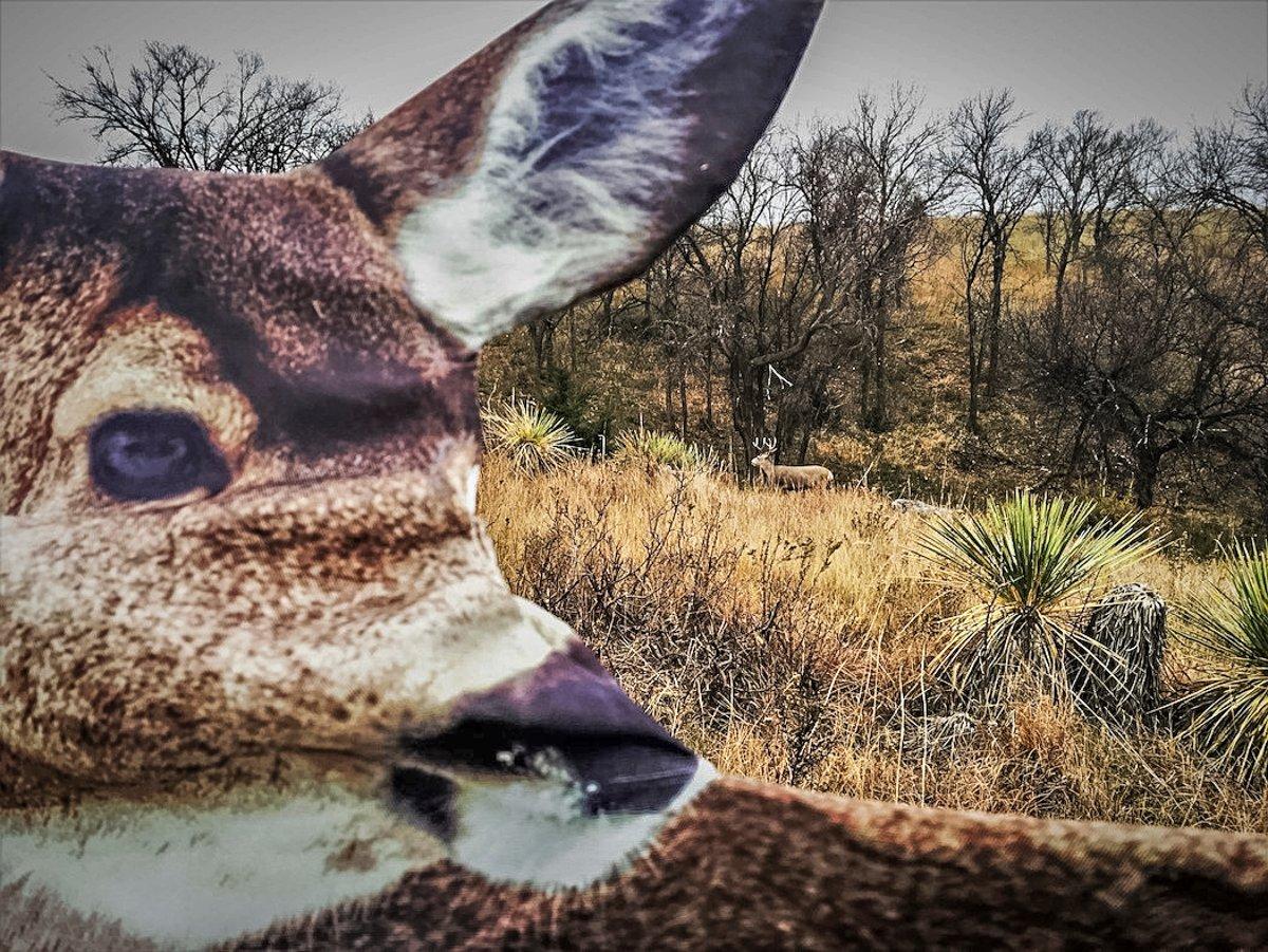 Decoys are super effective on open-country mule deer. (Darron McDougal photo)