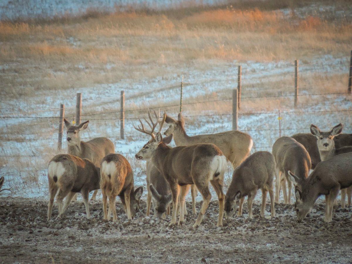 Targeting a buck with a group of does can be difficult. But it's certainly possible. (Darron McDougal photo)