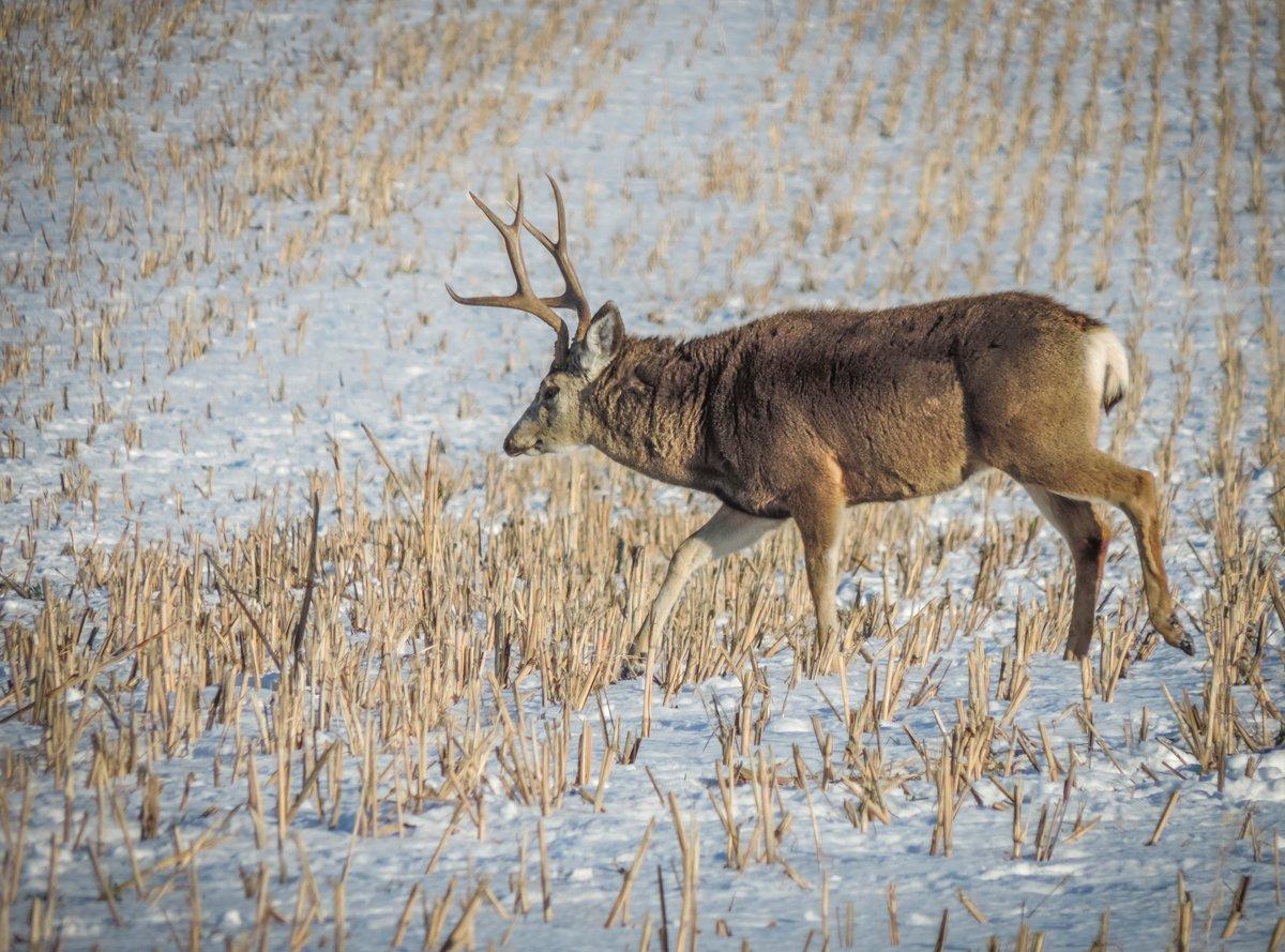 Every mule deer buck is different. But most of them share certain similarities. (Darron McDougal photo)