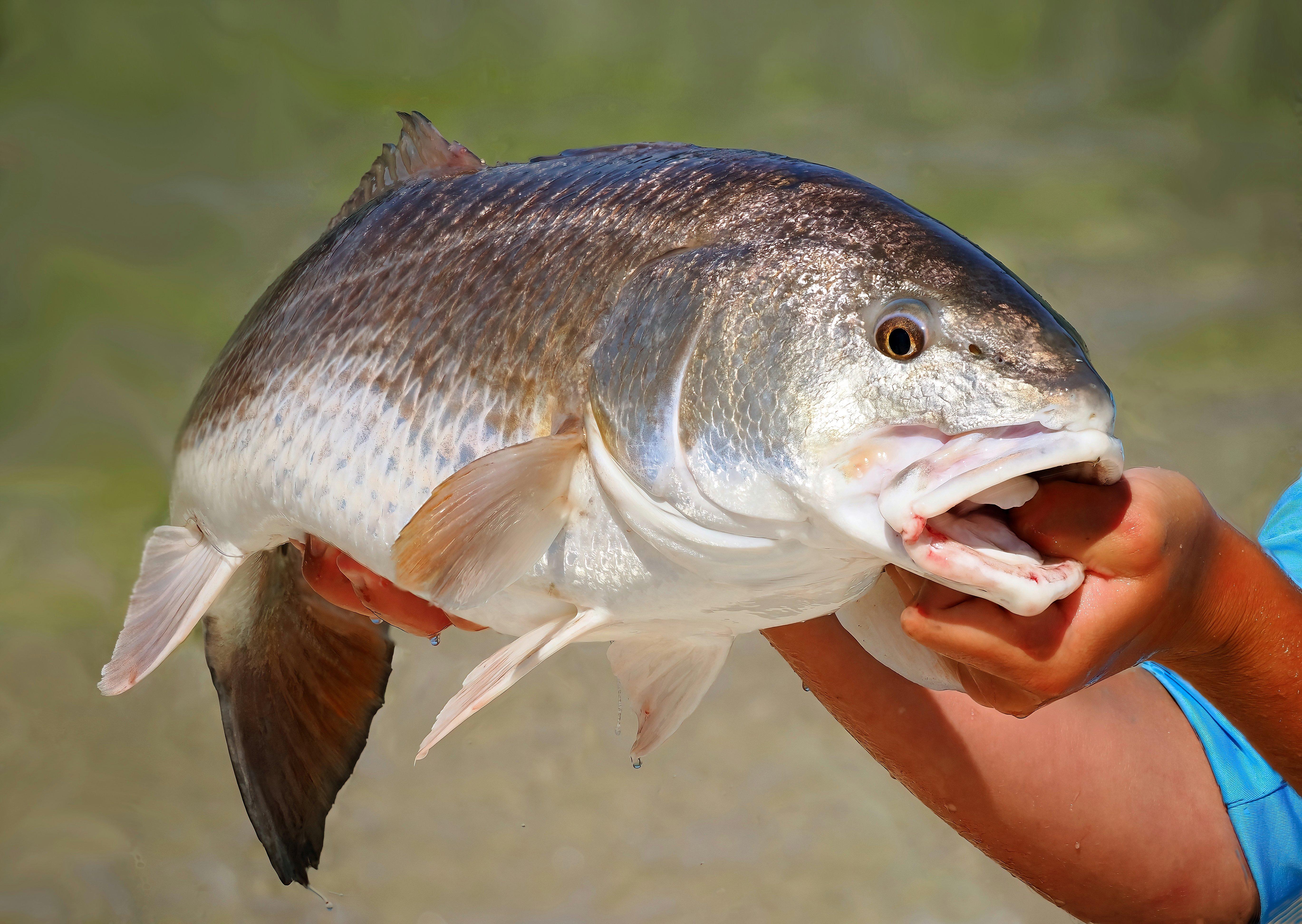 Image: mullet_3