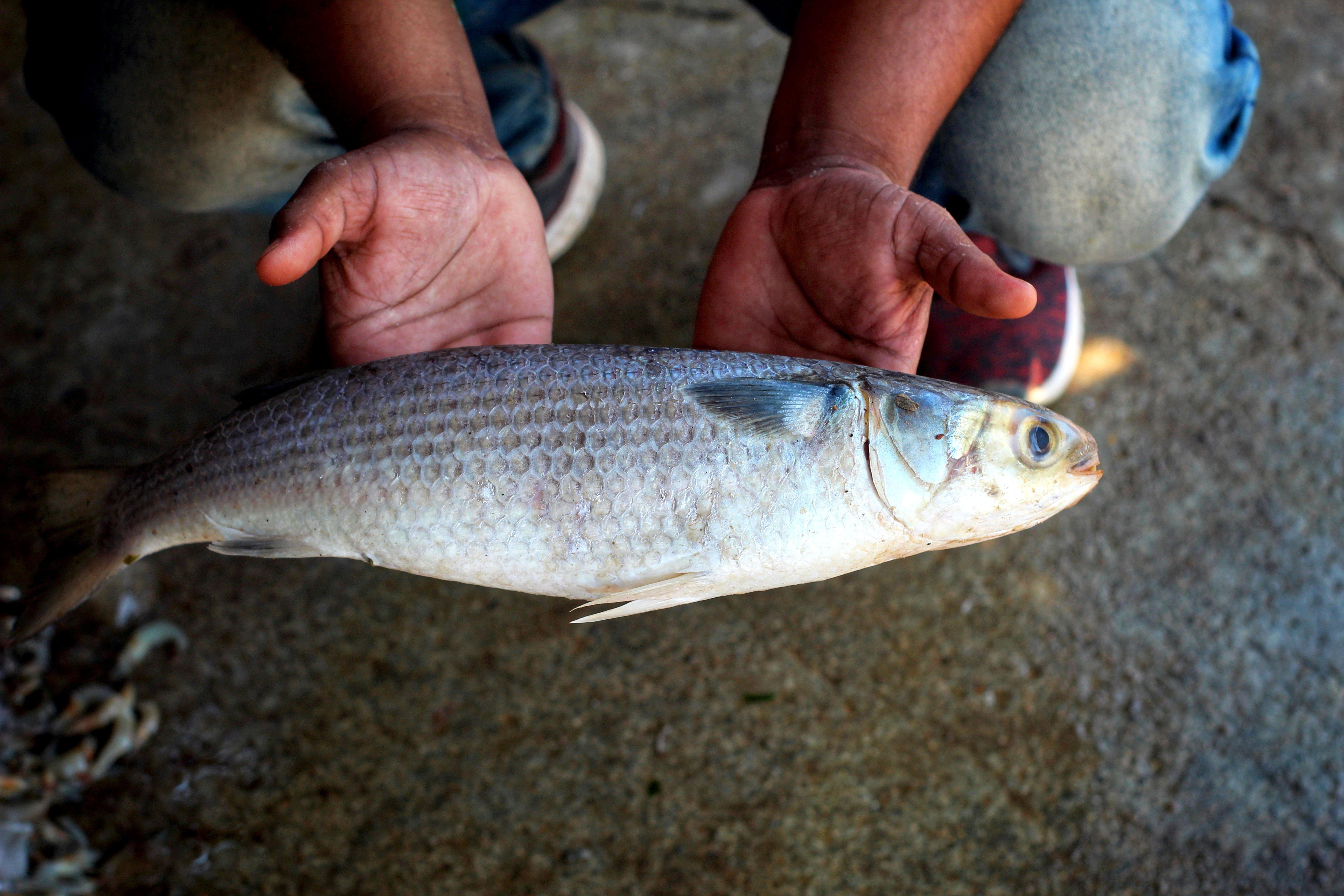 Image: mullet_5