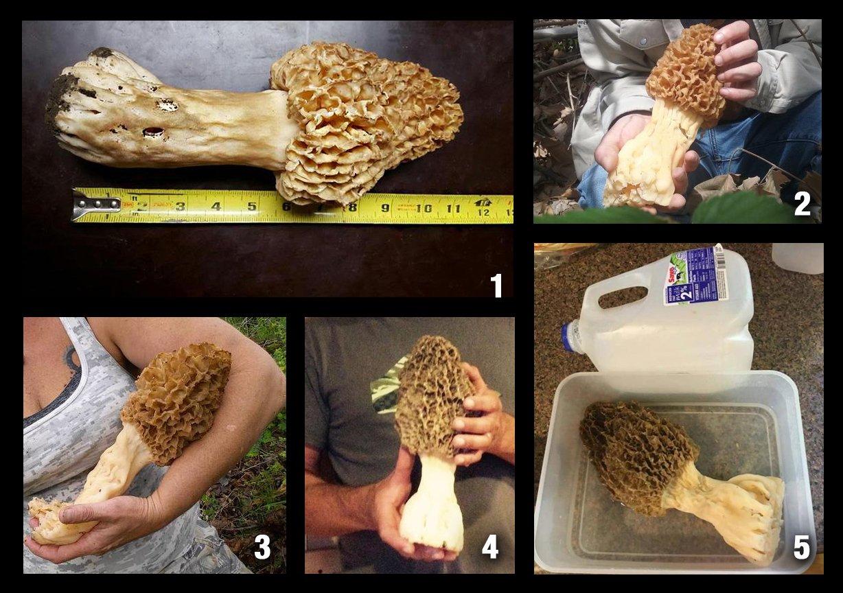 A few of the massive morel mushrooms from this spring. 1. Found in Tonganoxie, KS by Heath Martin & Devan Graham. 2. Found in McDonald County, MO by Brian Mitchell and first time mushroom hunter Jody Teich. 3. Found by Melissa Nichols, also in McDonald County, MO. 4. The one that started it all, found by Charlie Ware near Old MInes, MO. 5. Another shot of the Ware mushroom that illustrates just how large it really is.