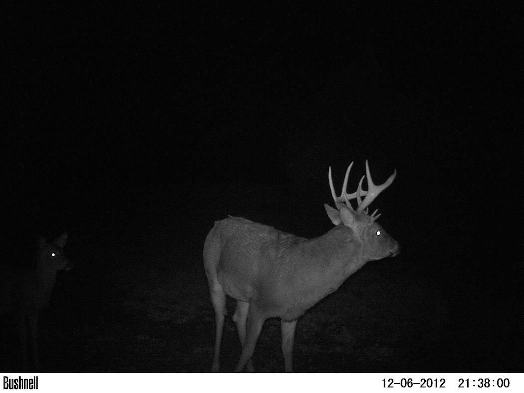 Trail cameras were integral in the hunt for Loppy. (Midwest Whitetail photo)