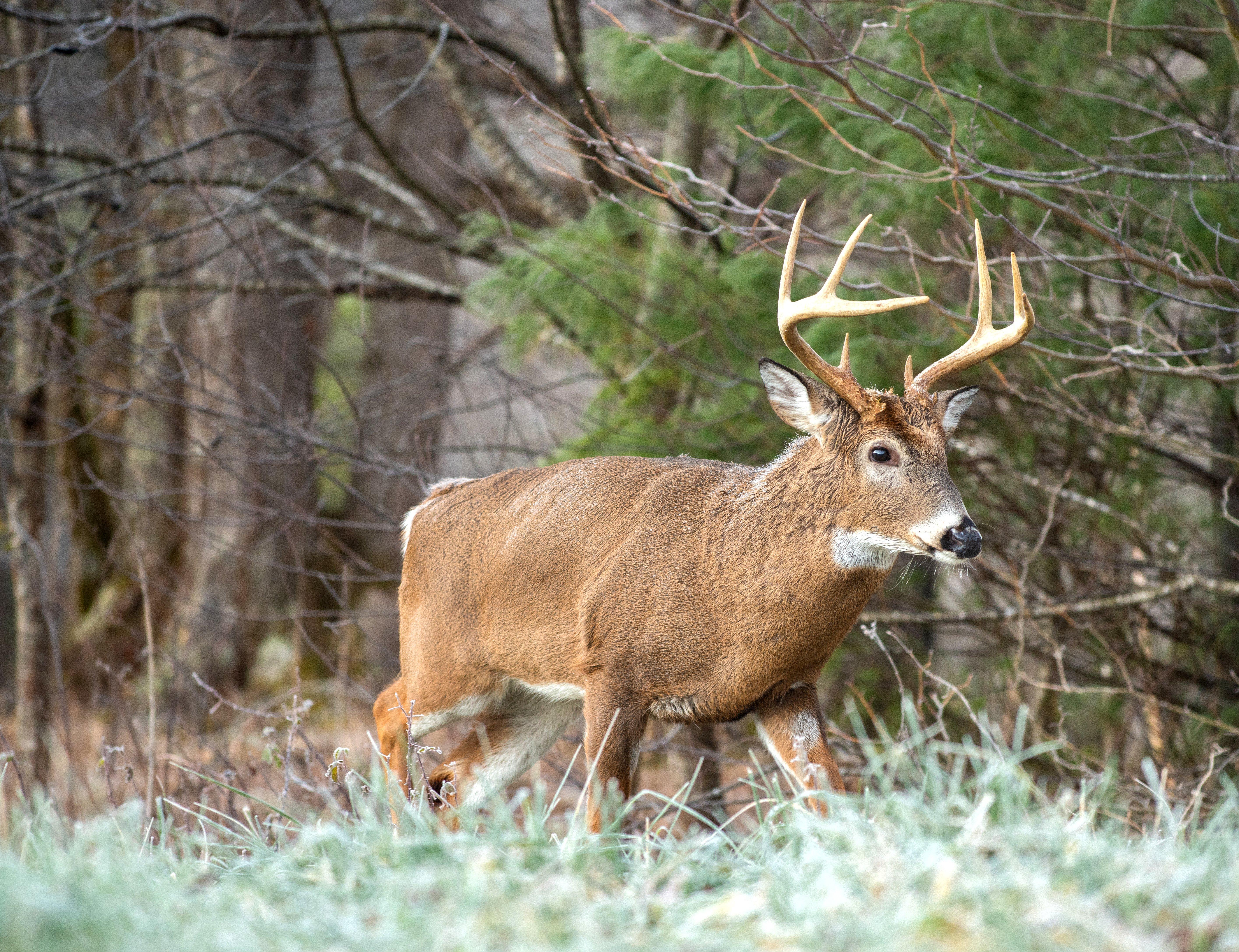 Image: mw_whitetail_blog
