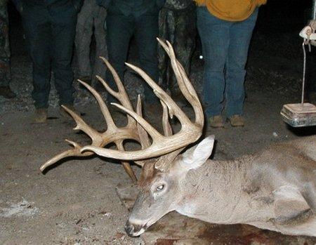 Dan Miller Mystery Buck photo