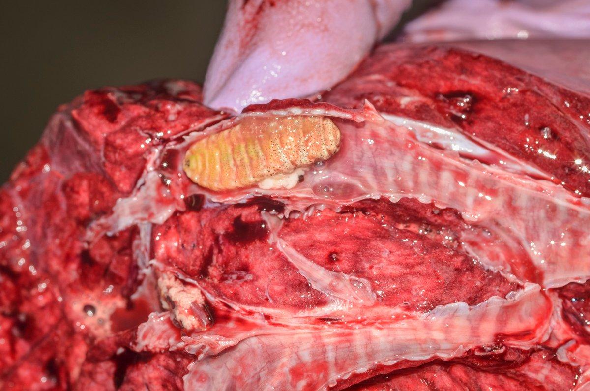 Nasal bot larva in a whitetail. (Joe Lacefield photo)