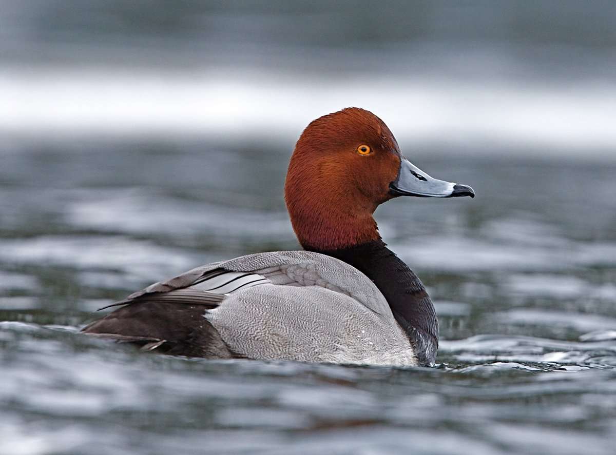 Photo © Tom Reichner/Shutterstock Photo © Tom Reichner/Shutterstock