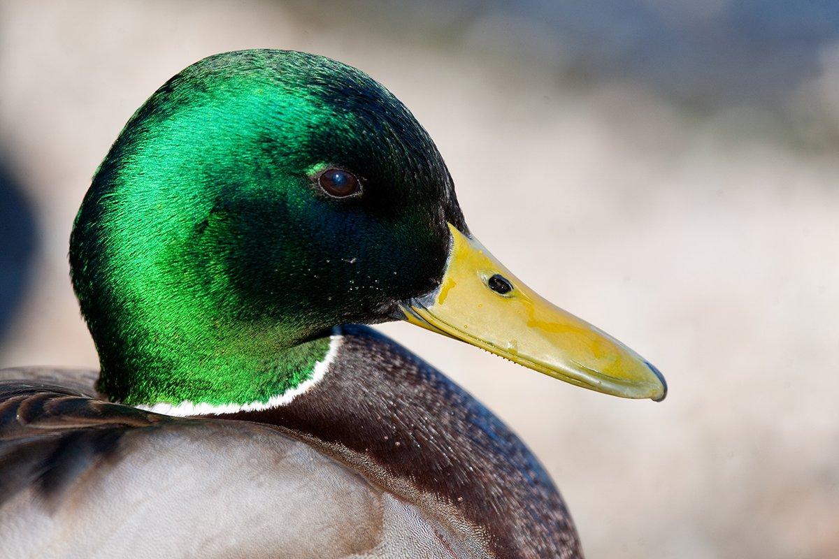 Photo © Tom Middleton/Shutterstock