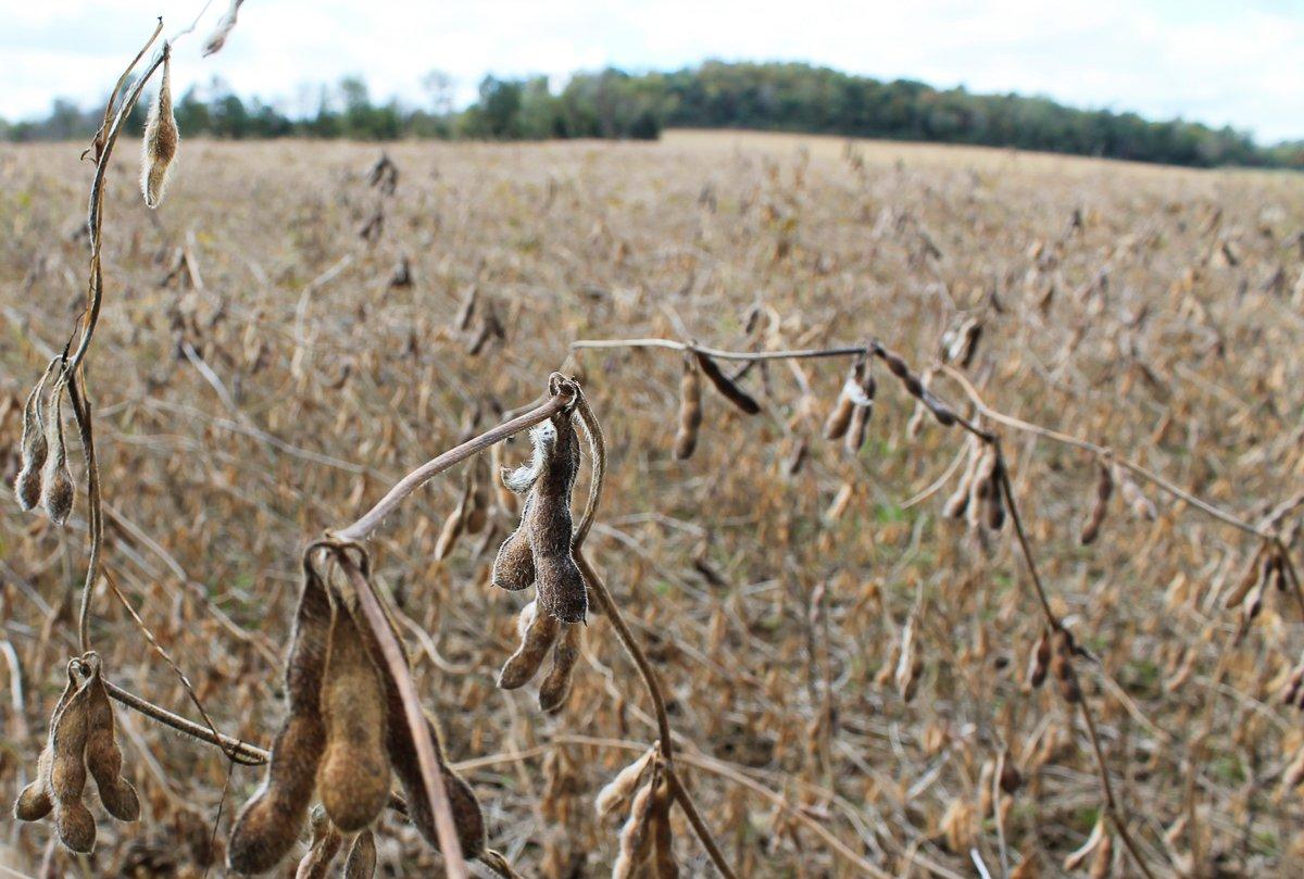 Know where deer feed. It will improve your hunting efforts. Image by Honeycutt Creative