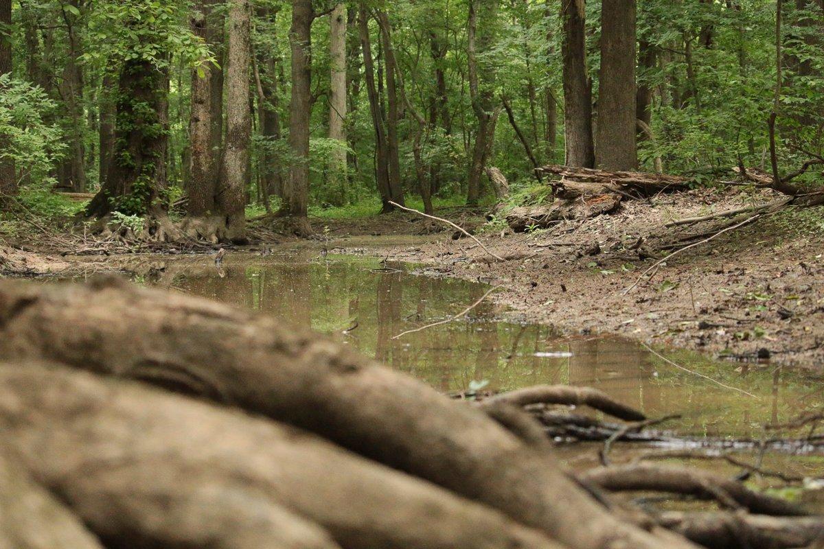 Use good entry and exit routes to enter tree stand locations. Image by Honeycutt Creative