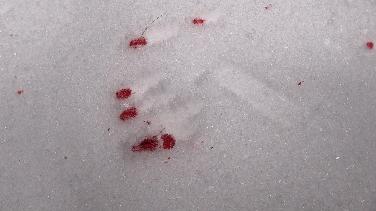 This is an easy blood trail to follow, thanks to the snow. But most aren't nearly this simple. Image by Honeycutt Creative