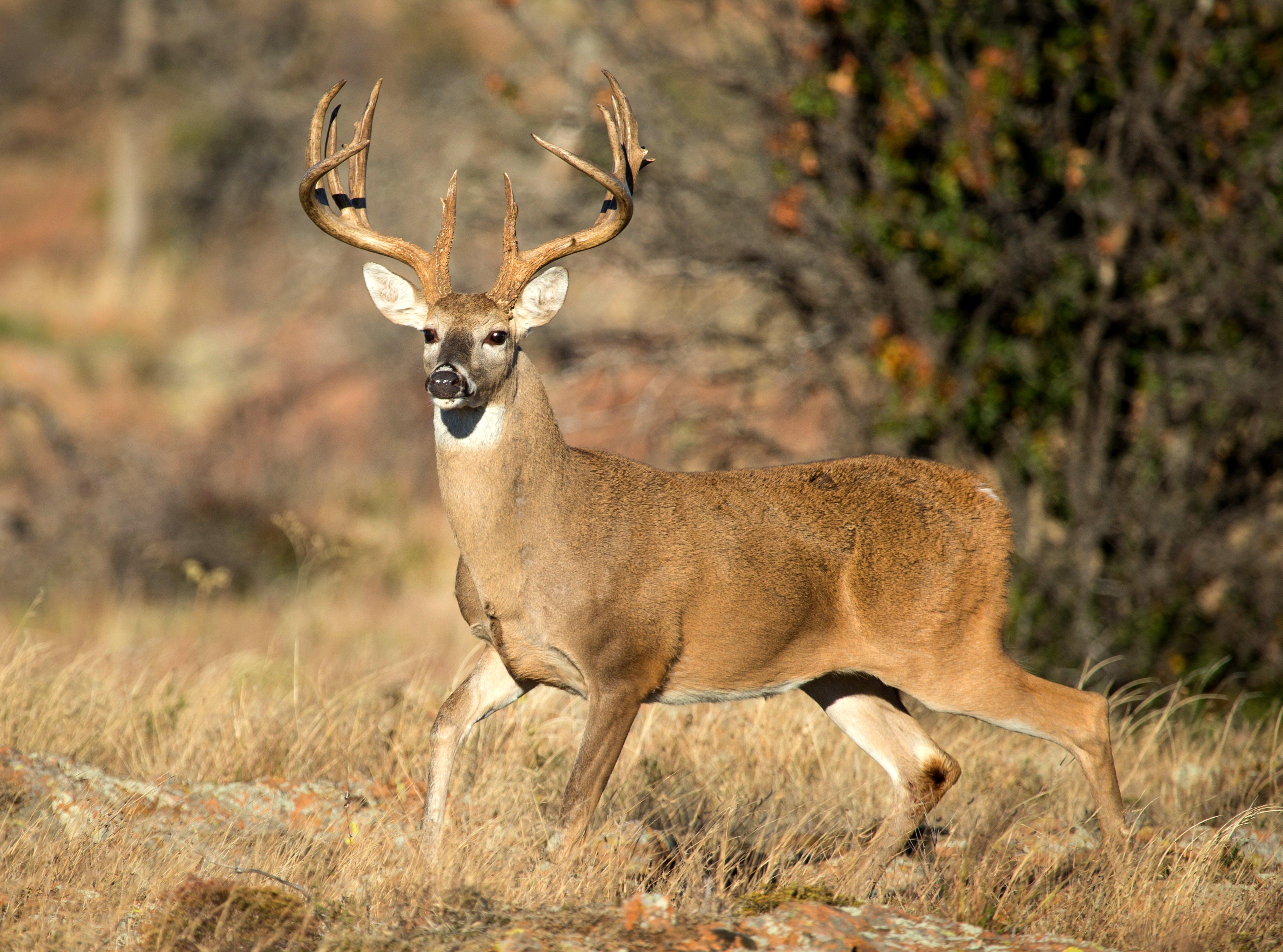 Image: new_deer_loads_2025_7