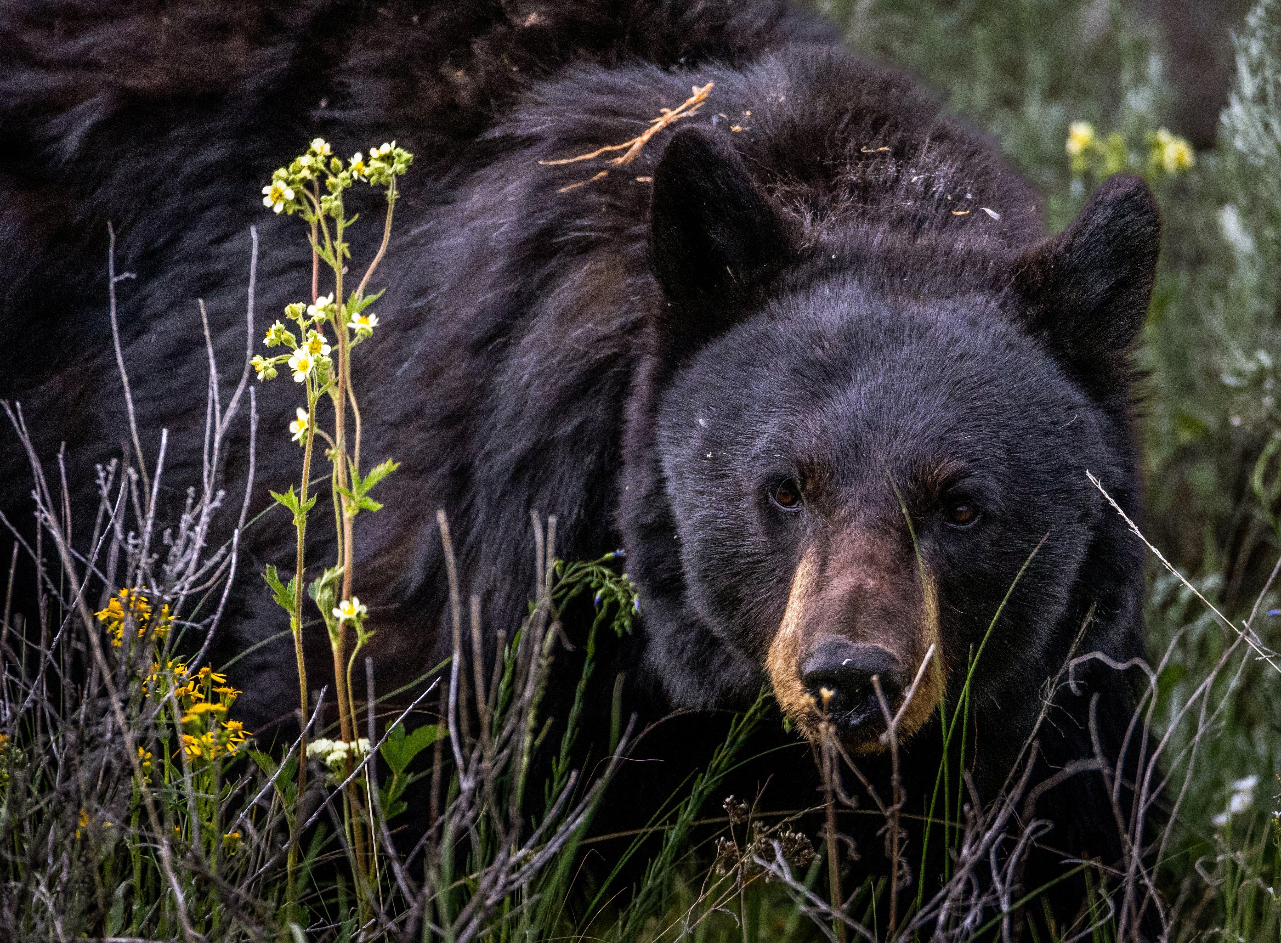 Image: new_mex_bear_maul