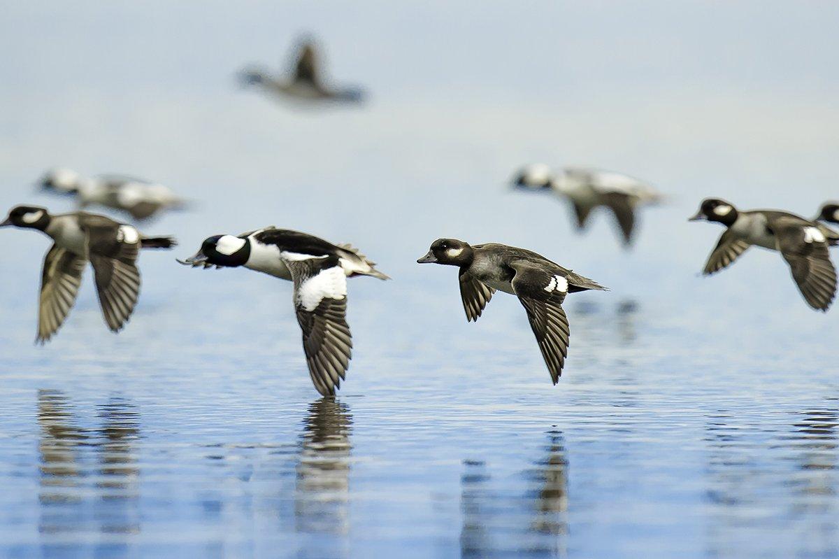 Photo © Don Laidlaw/Shutterstock