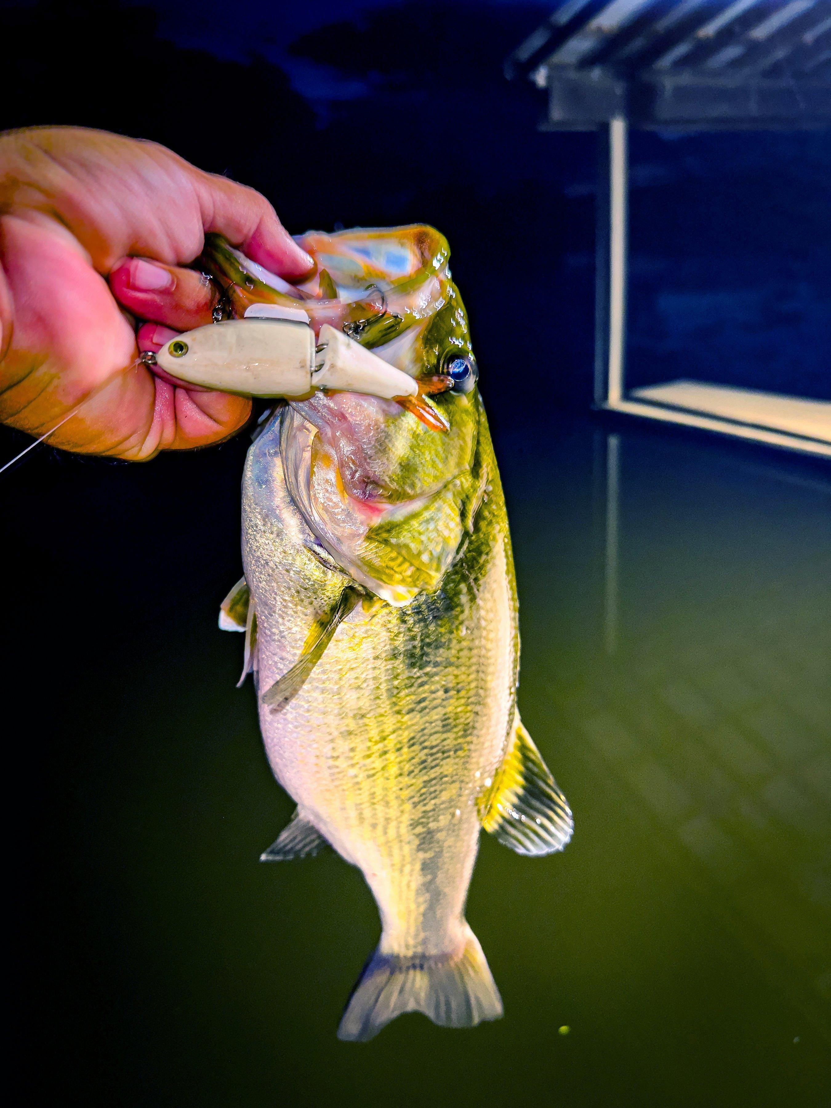 Image: night_fishing_bass_3