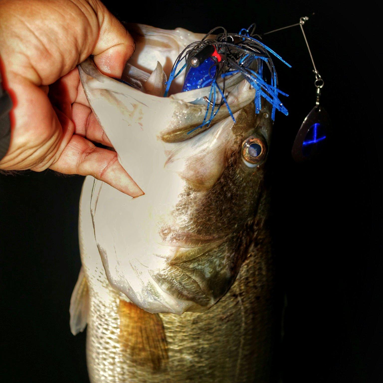 Image: night_fishing_bass_4