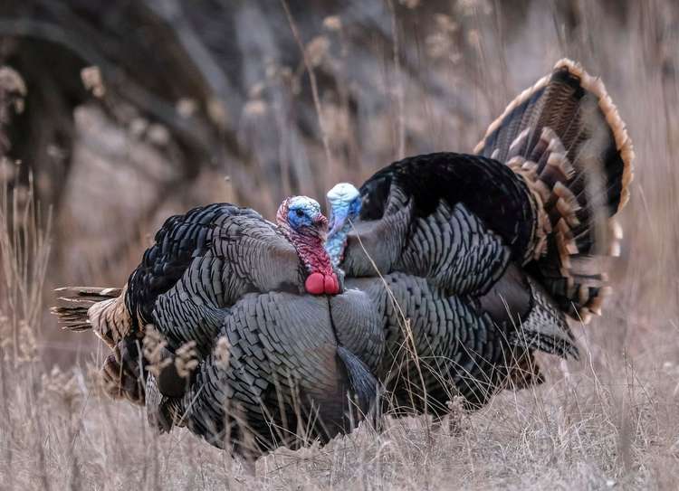 Toms Still Hot in Northern States Despite Cool Weather Image