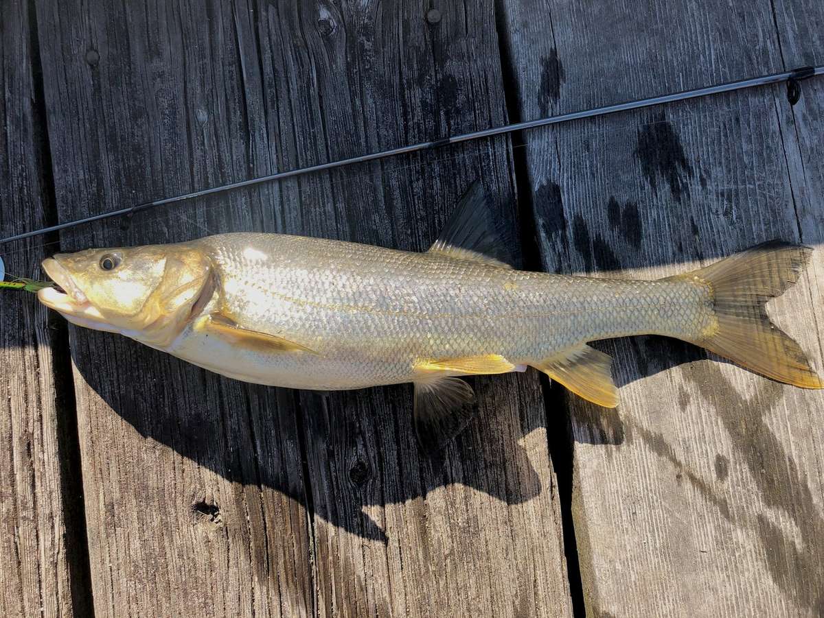 Angler Earns $159,310 Through Pikeminnow Bounty Program - Realtree Camo