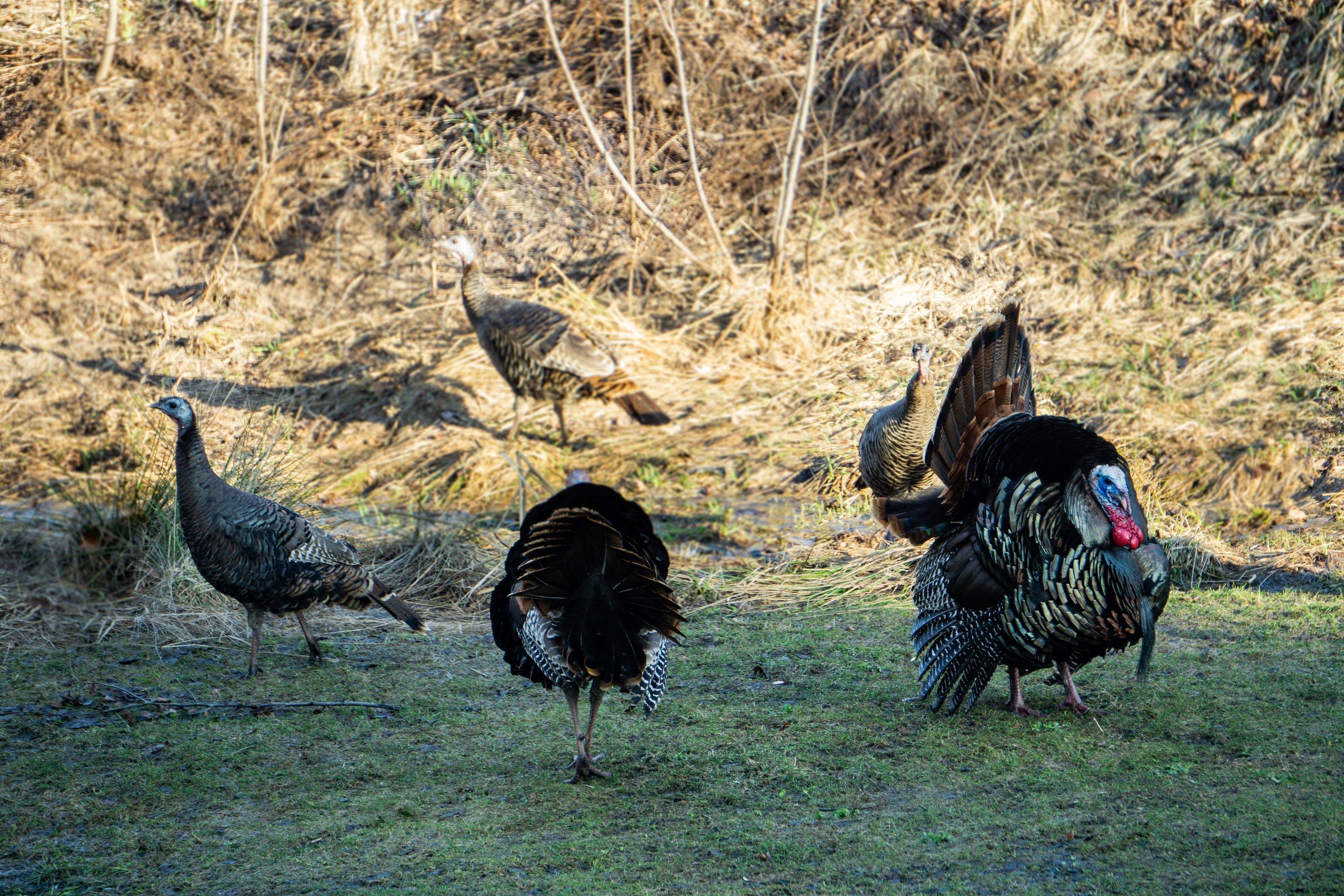 Dominant gobblers are pretty henned-up in Minnesota and Wisconsin, although the satellites are on the move. Image by Darron McDougal