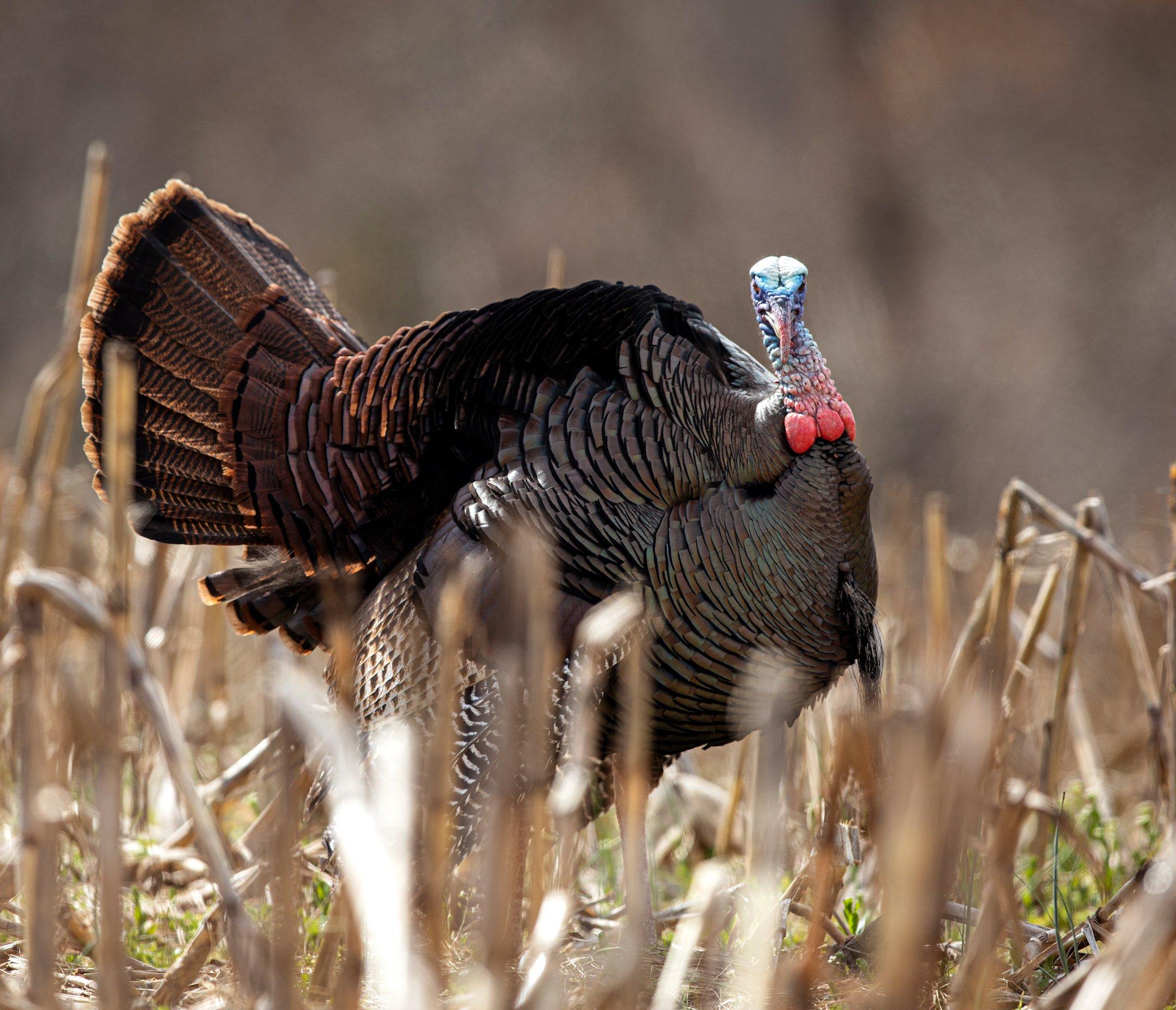 Turkey movement across the Midwest is erratic due to a recent heat wave. Image by Kerry Wix