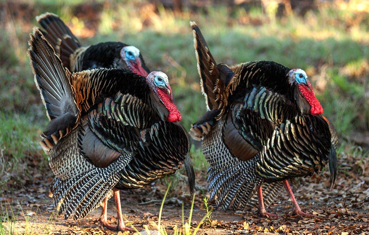 Non-hunting rural folks, including hardworking farmers who see birds every day, often have a good sense of turkeys in their area — especially on their property. Image by David Scott Dodd/Shutterstock