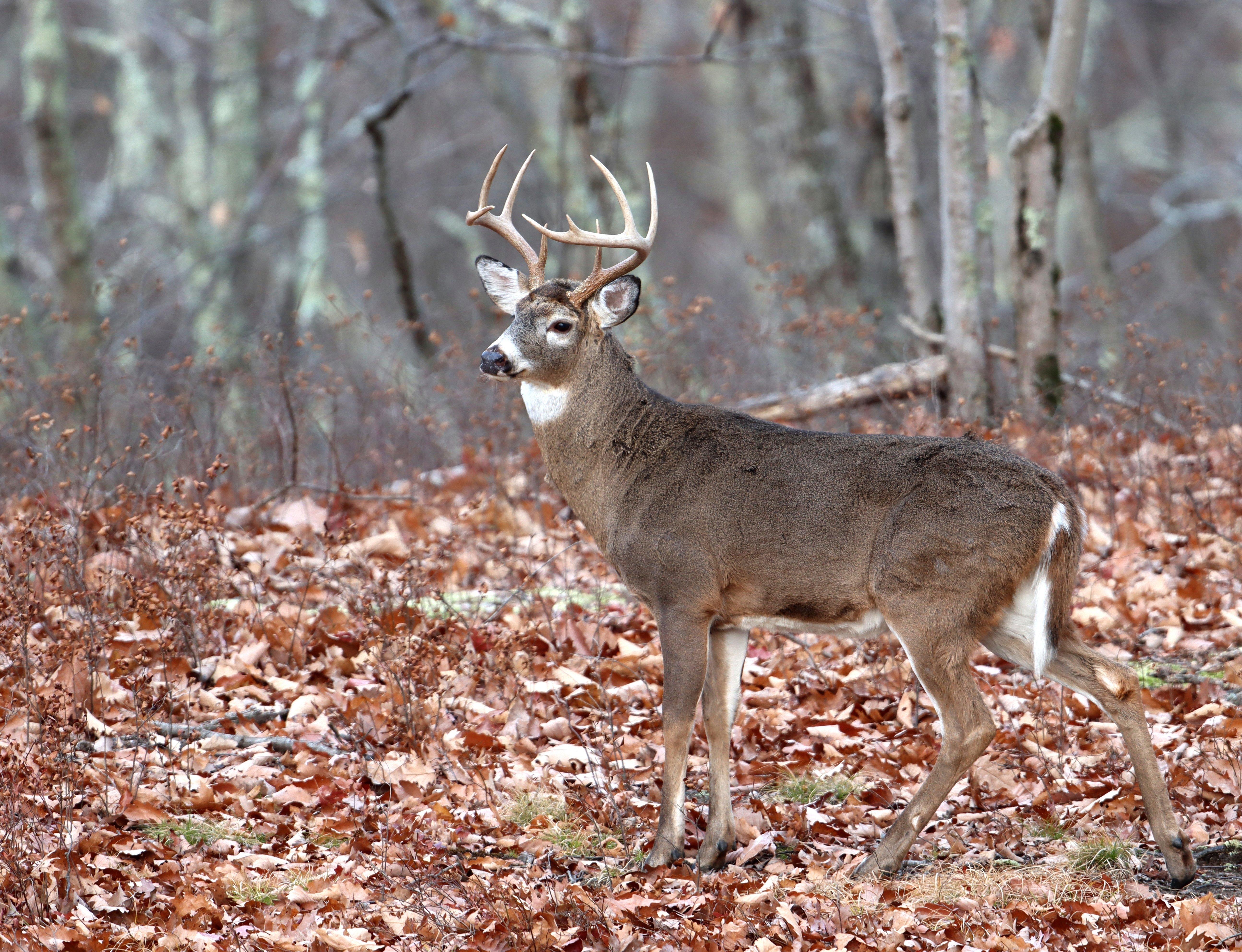 New York Gives Hunters Chance to Win Lifetime Hunting License ...