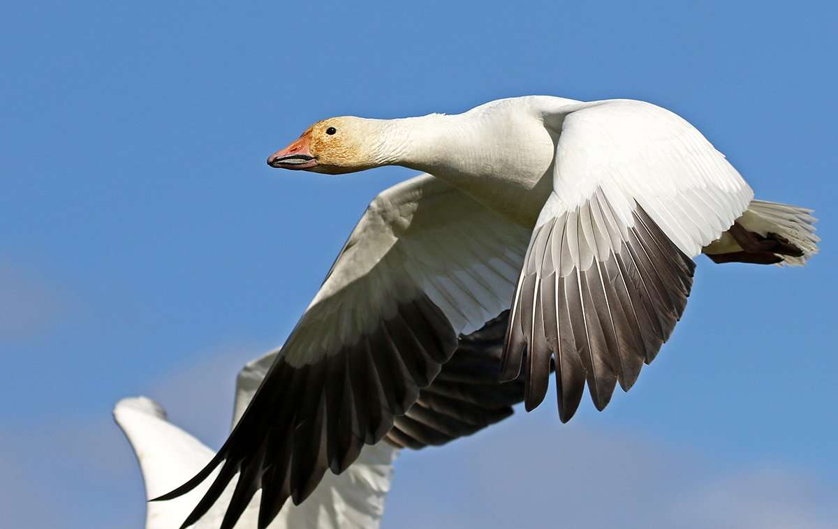 Photo © Birdiegal/Shutterstock Photo © Birdiegal/Shutterstock
