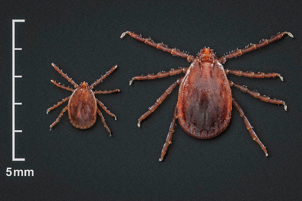 A size reference for nymph and adult Asian longhorned ticks. (CDC / James Gathany photo)